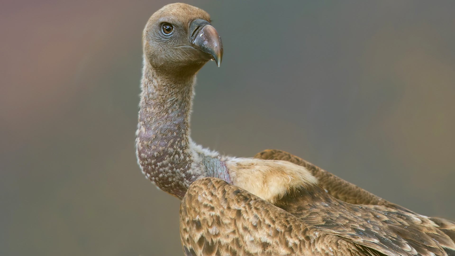 White-backed Vulture