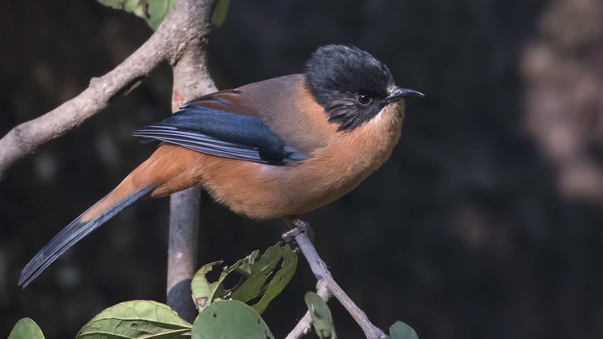 Rufous Sibia