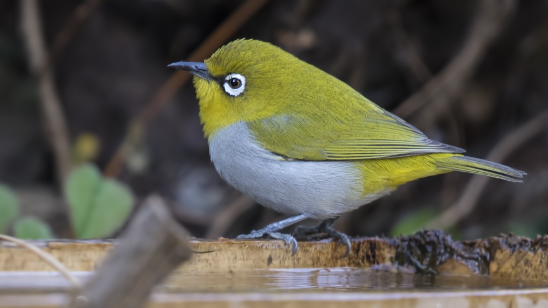 Oriental White-eye