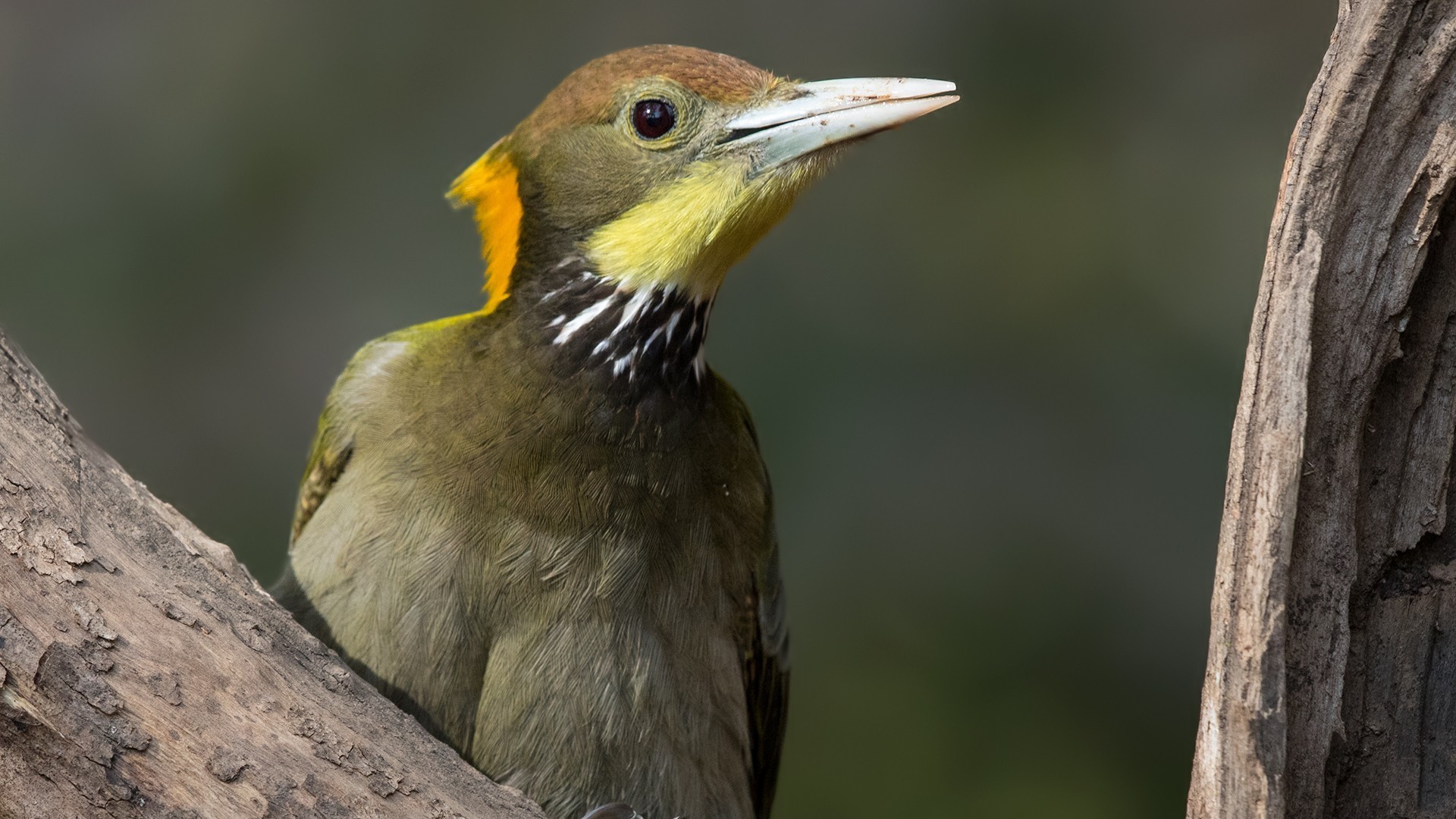 Greater Yellownape