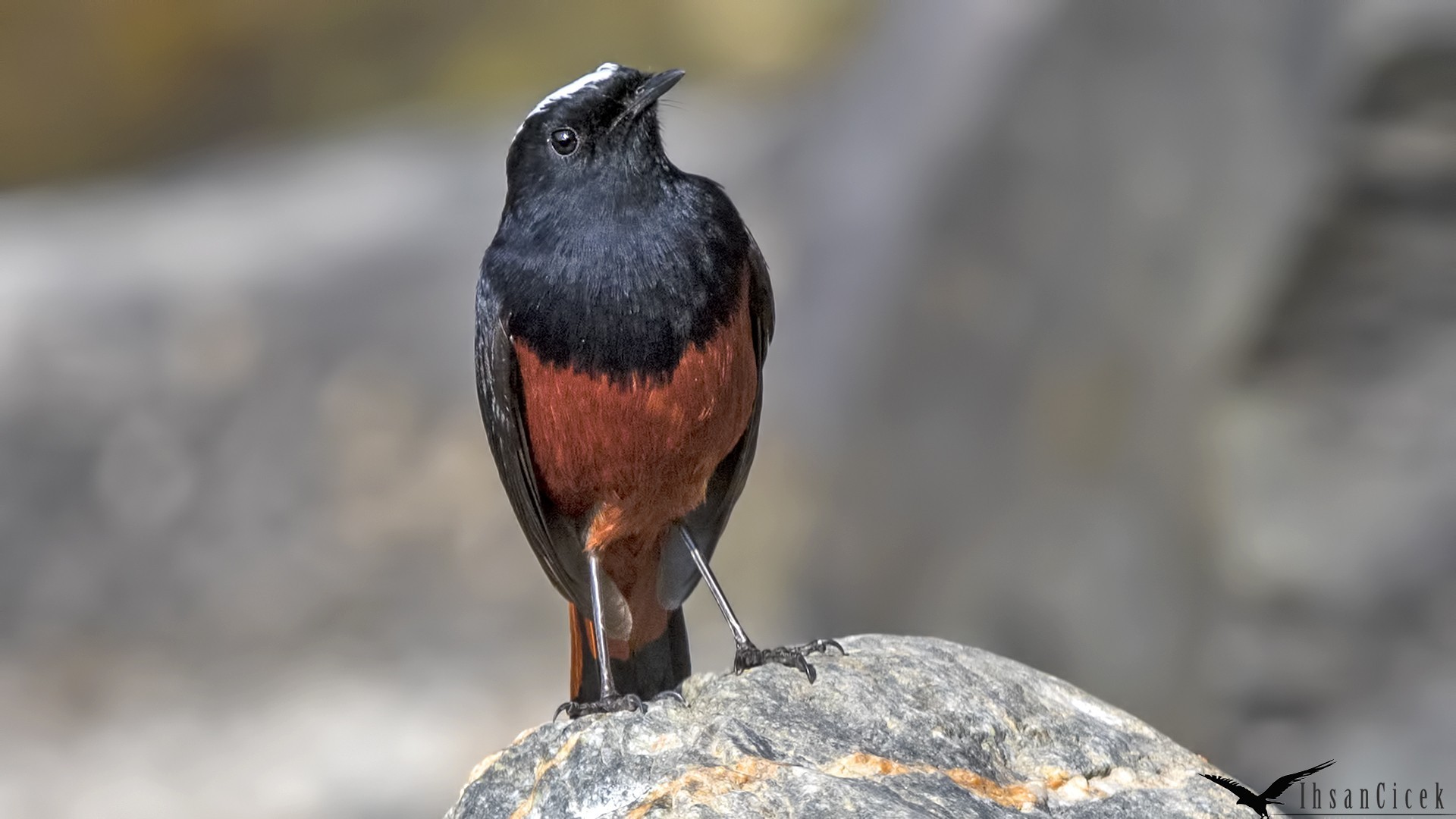 White-capped Water-redstart
