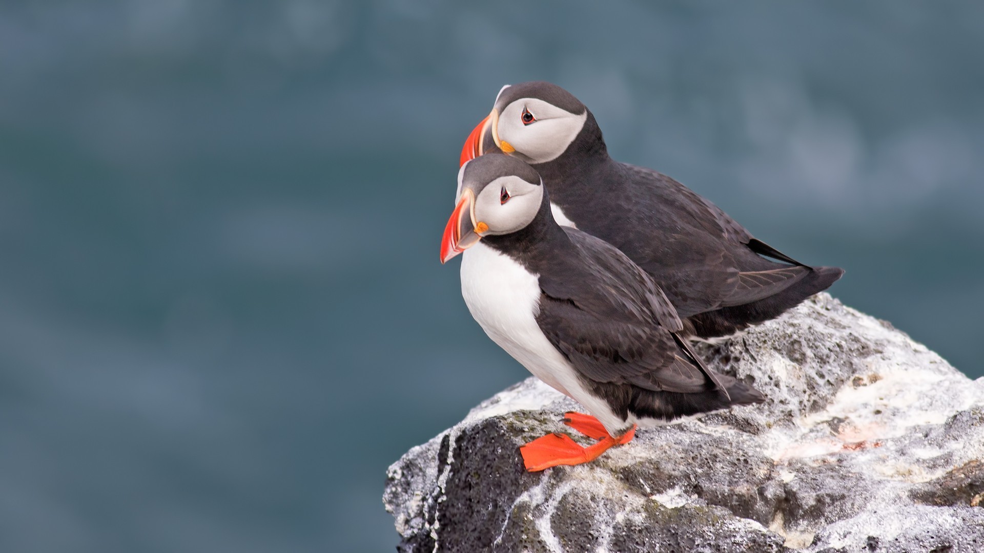 Atlantic Puffin — Ana fotoğraf