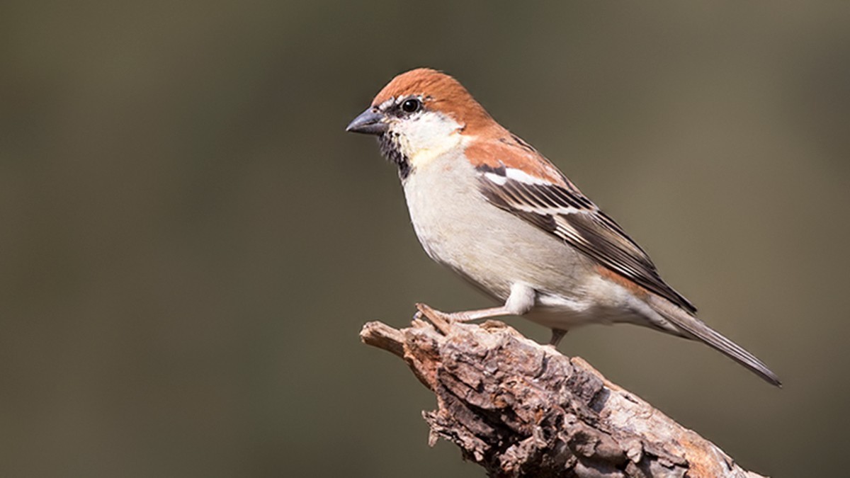 Russet Sparrow