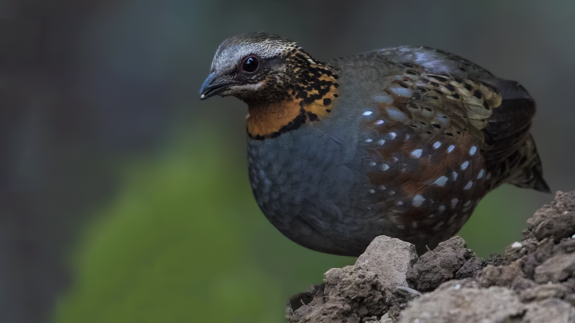Rufous-throated Partridge