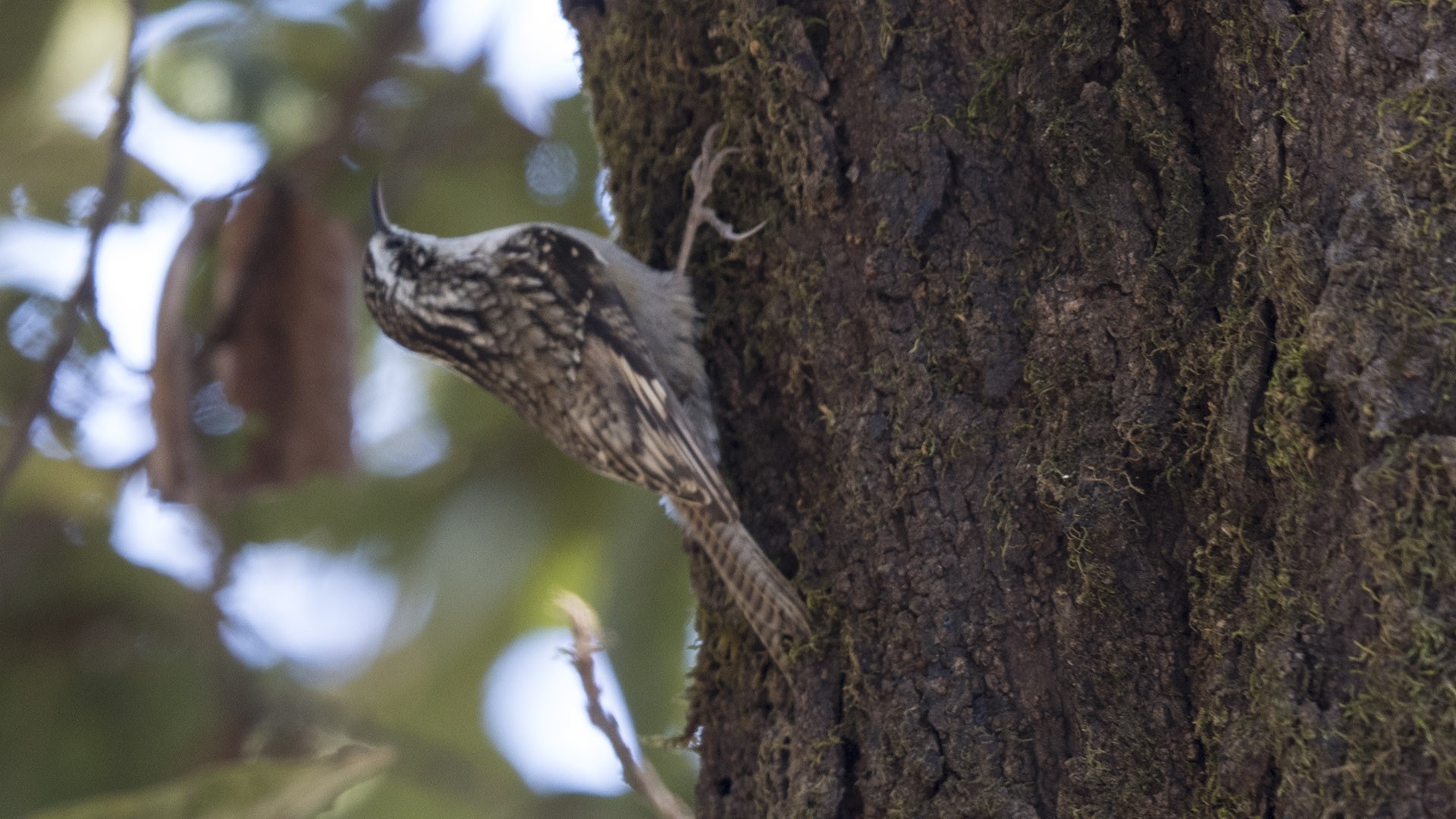 Bar-tailed Treecreeper