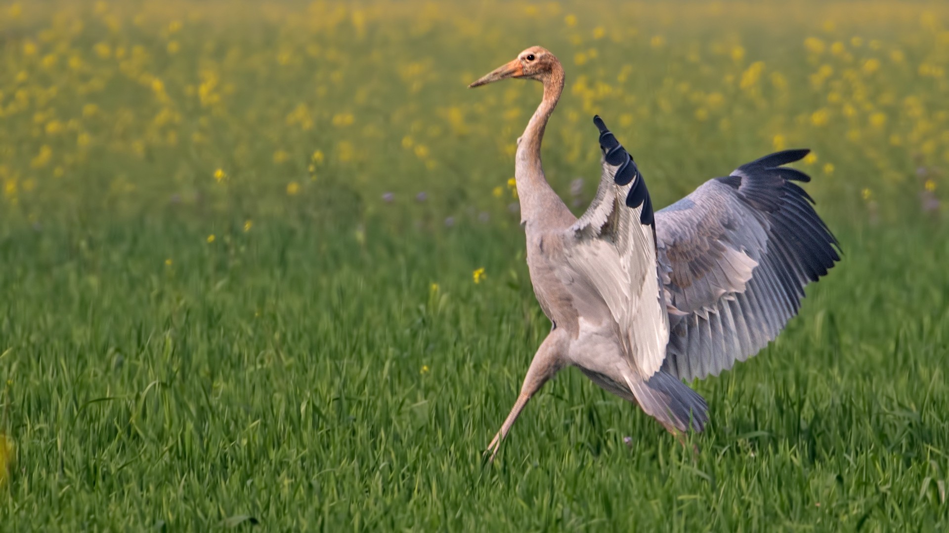 Sarus Crane