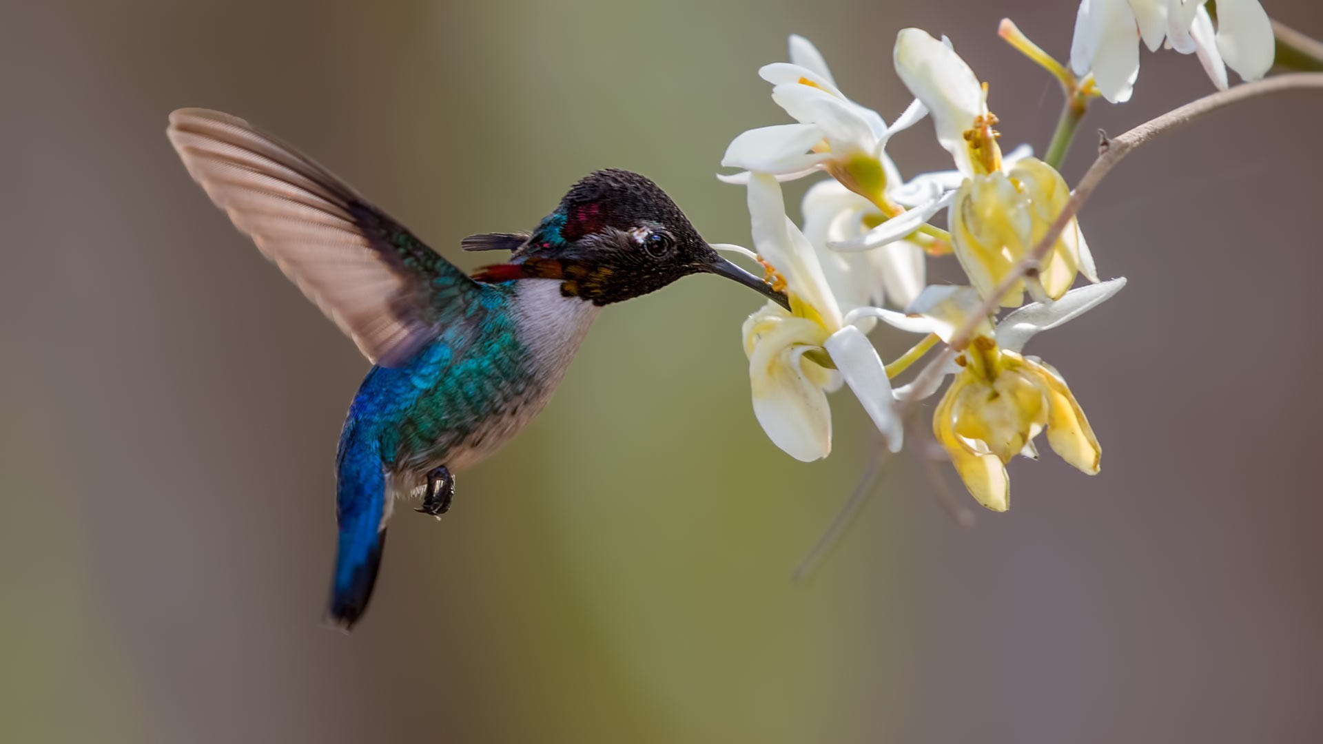 Bee Hummingbird