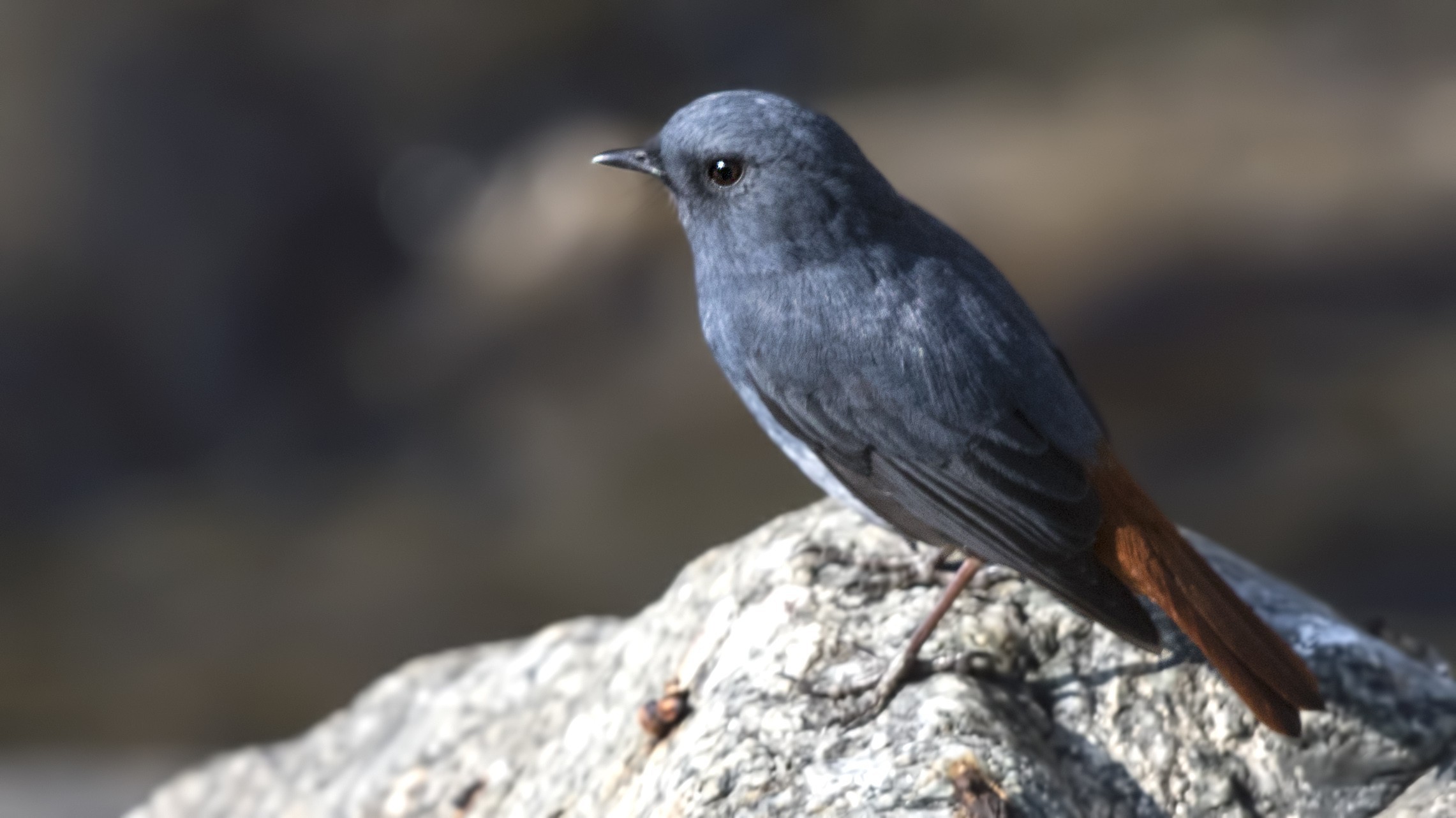 Plumbeous Water-redstart