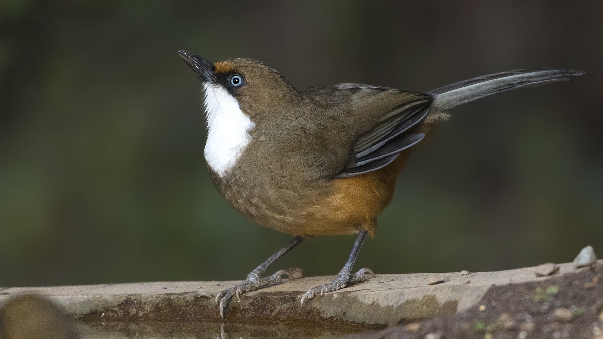 White-throated Laughingthrush