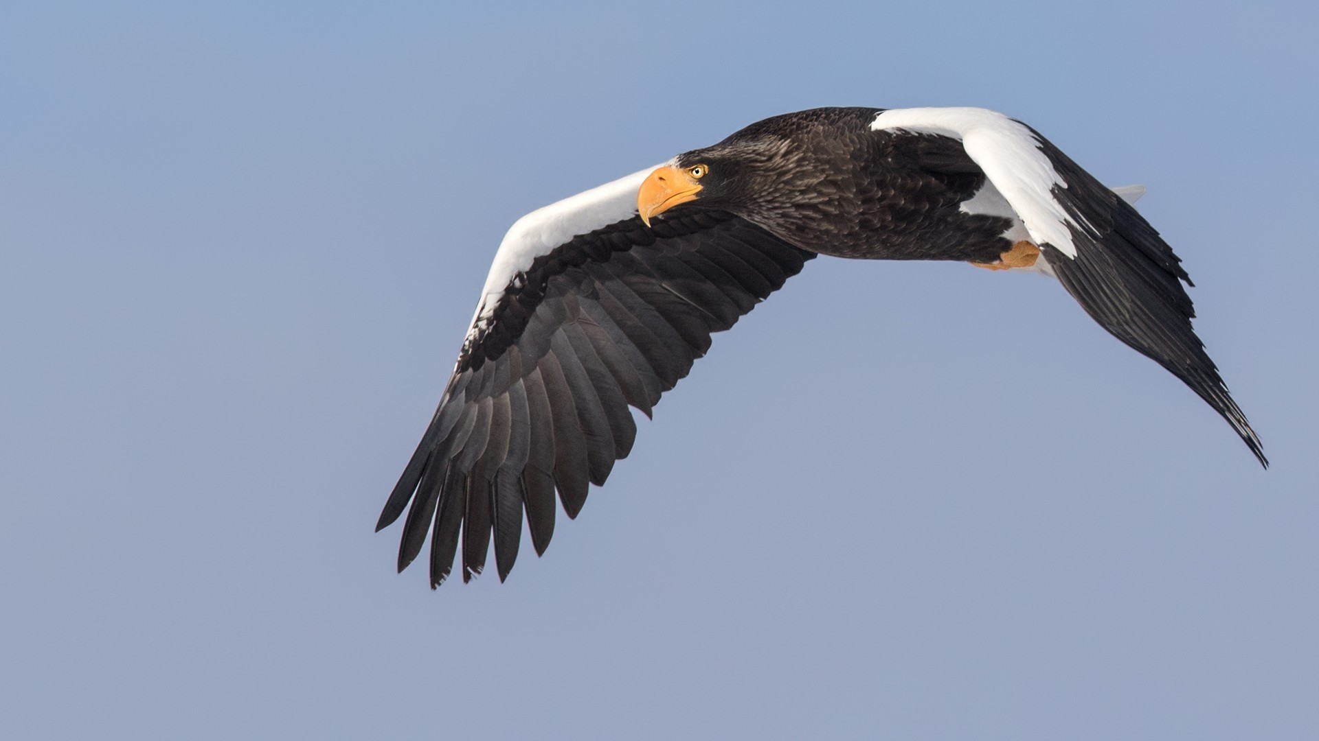 Steller's Sea-eagle