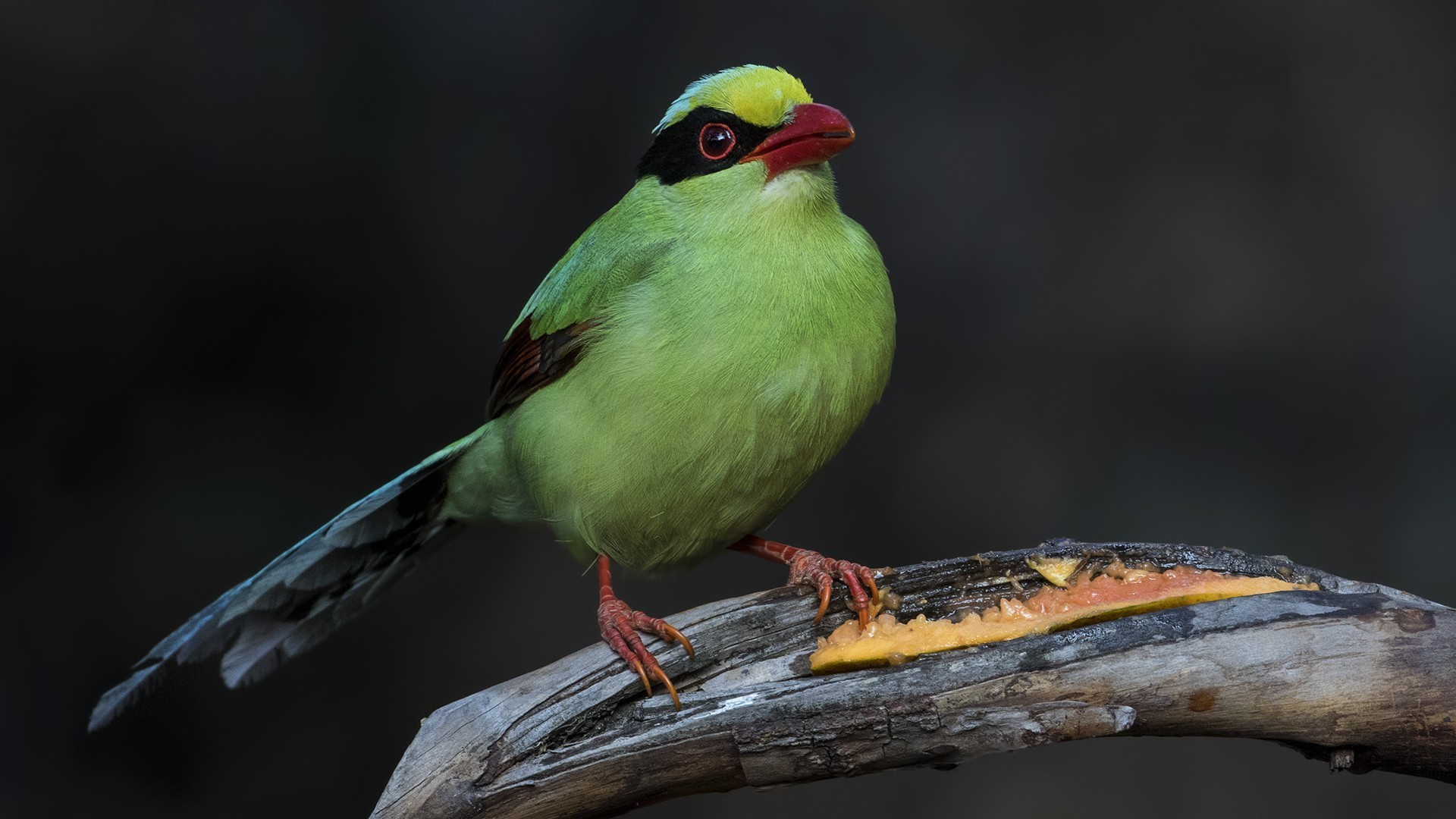 Common Green Magpie