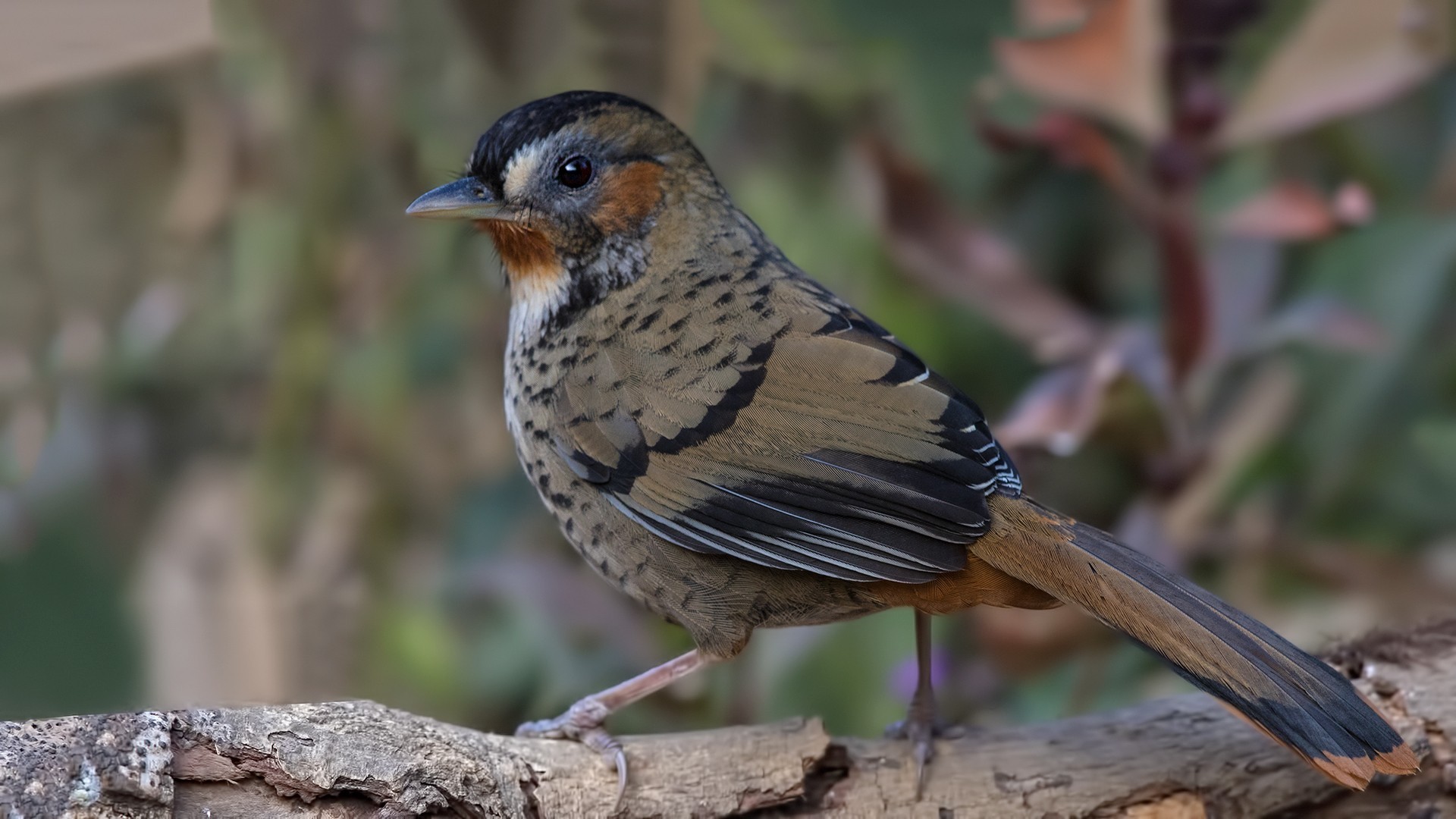 Rufous-chinned Laughingthrush