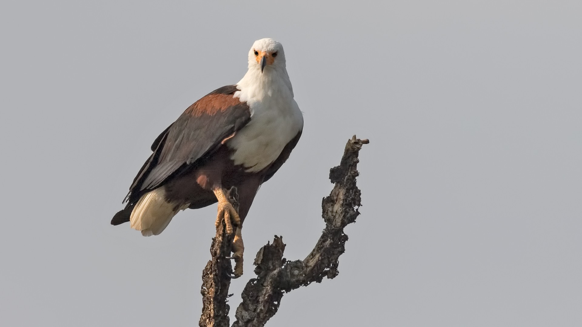 African Fish-eagle