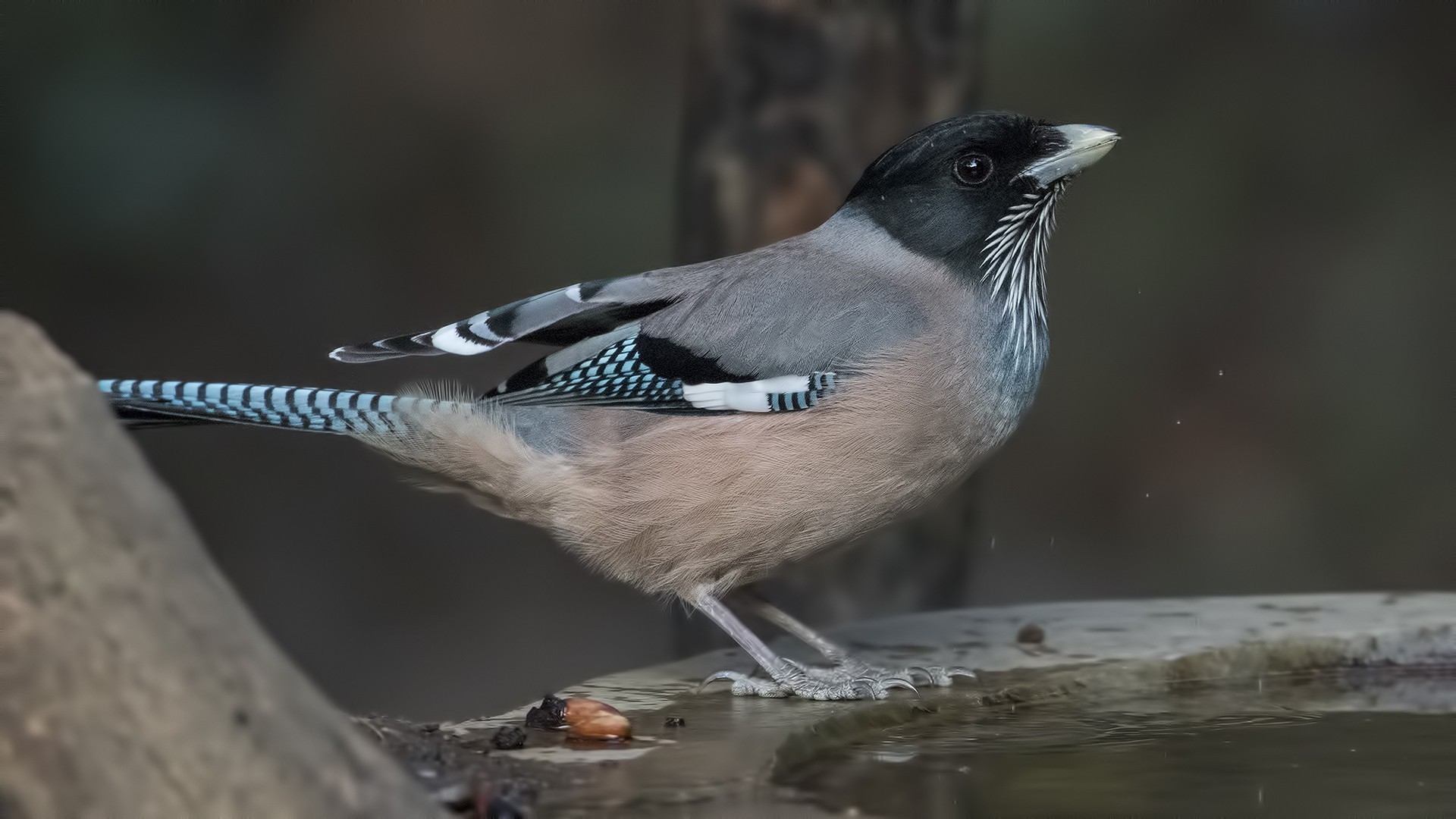Black-headed Jay