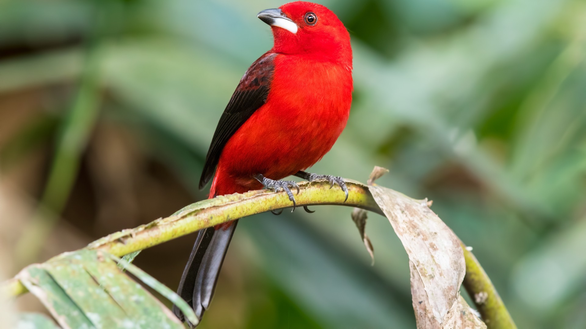 Brazilian Tanager