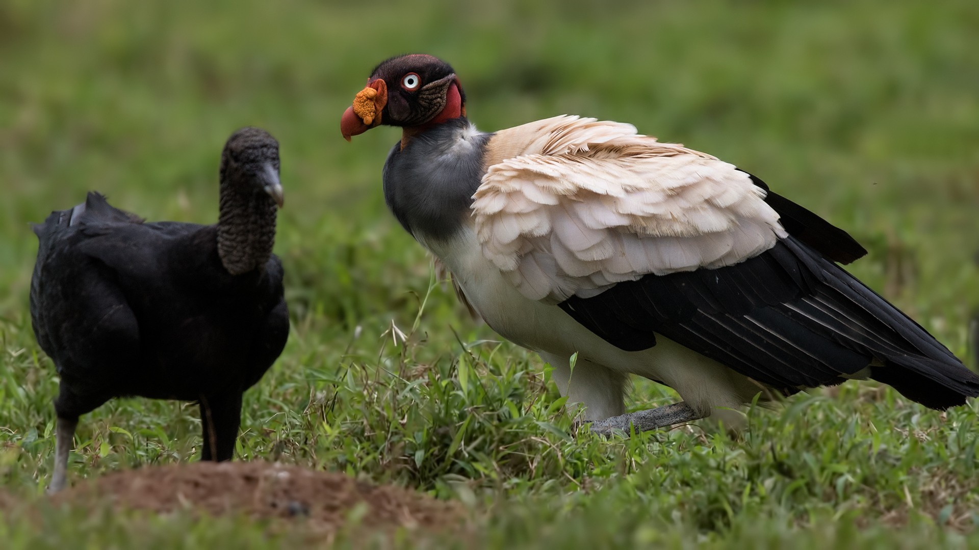 King Vulture
