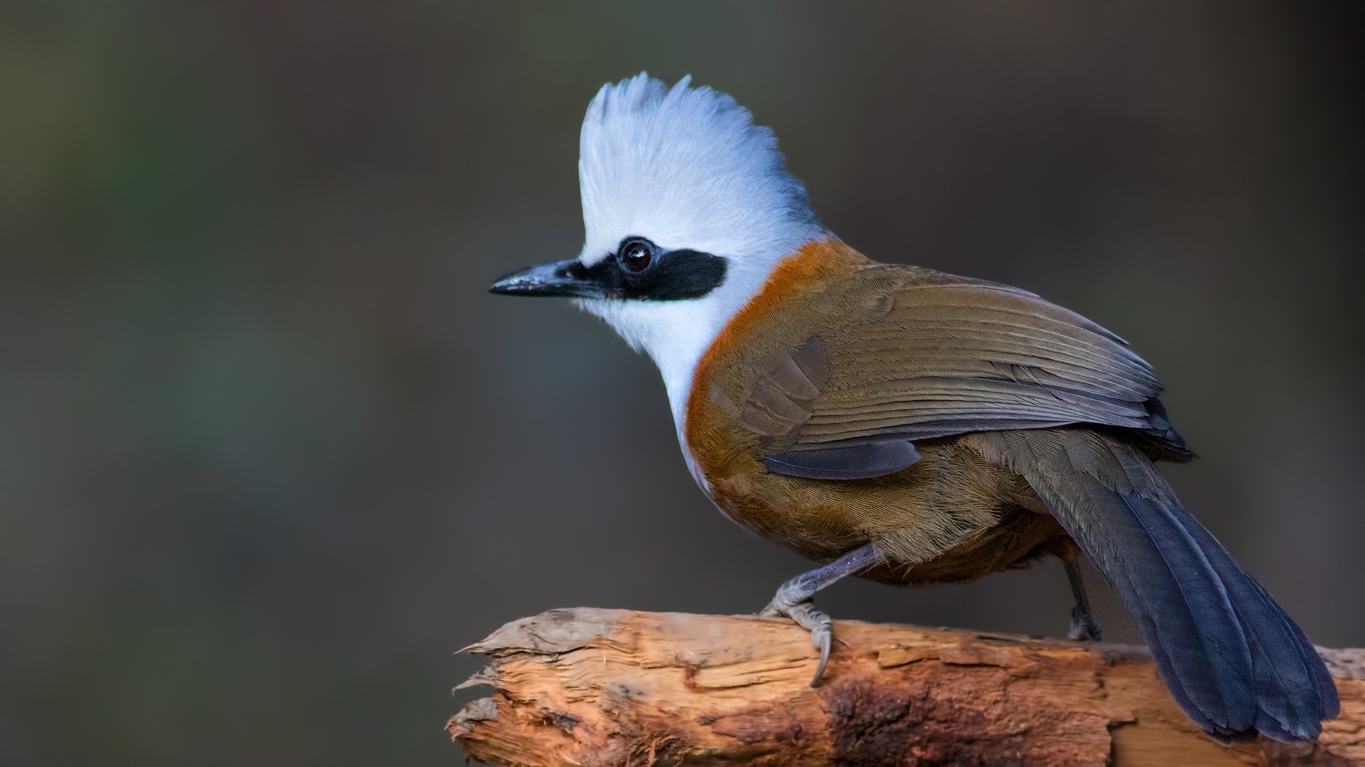 White-crested Laughingthrush