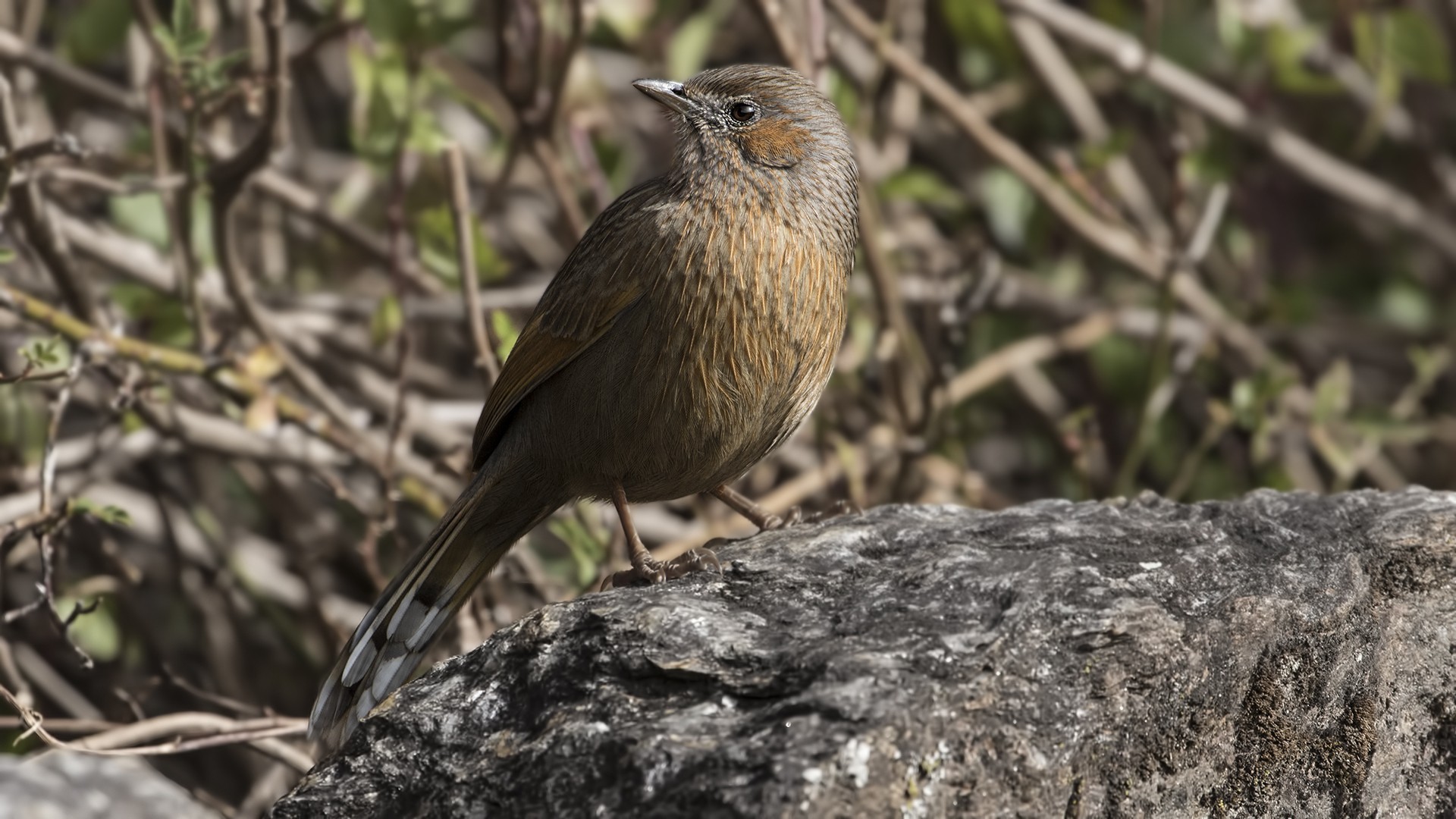Streaked Laughingthrush