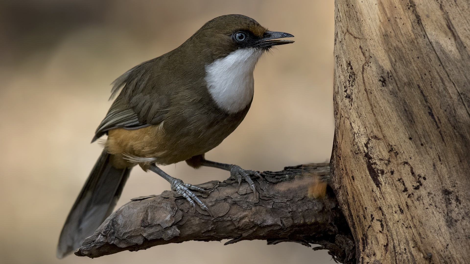 White-throated Laughingthrush