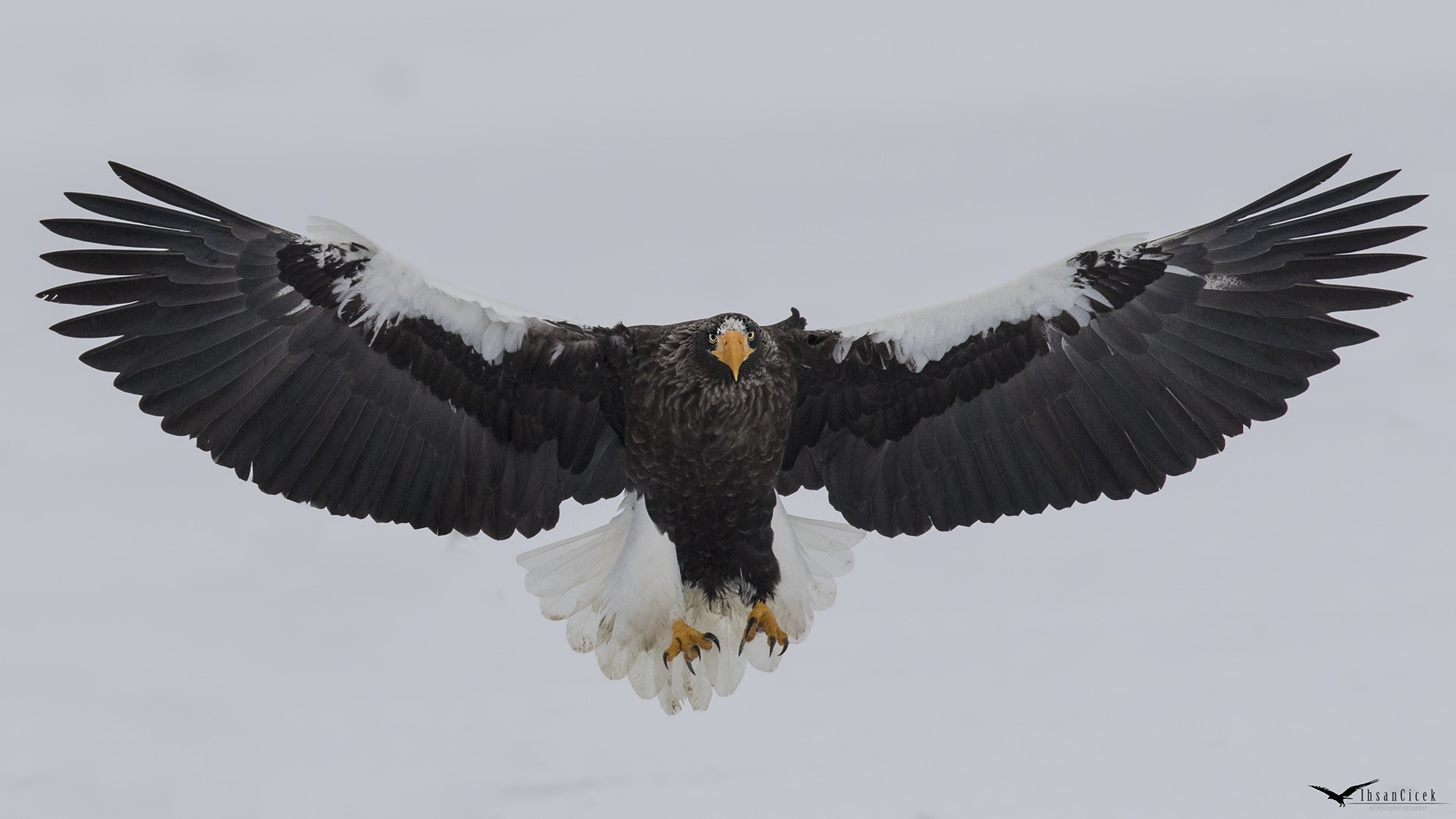 Steller's Sea-eagle