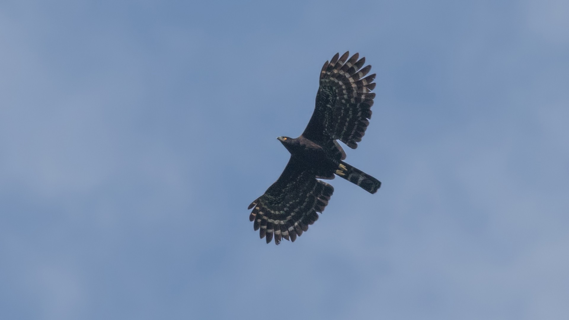 Black Hawk-eagle