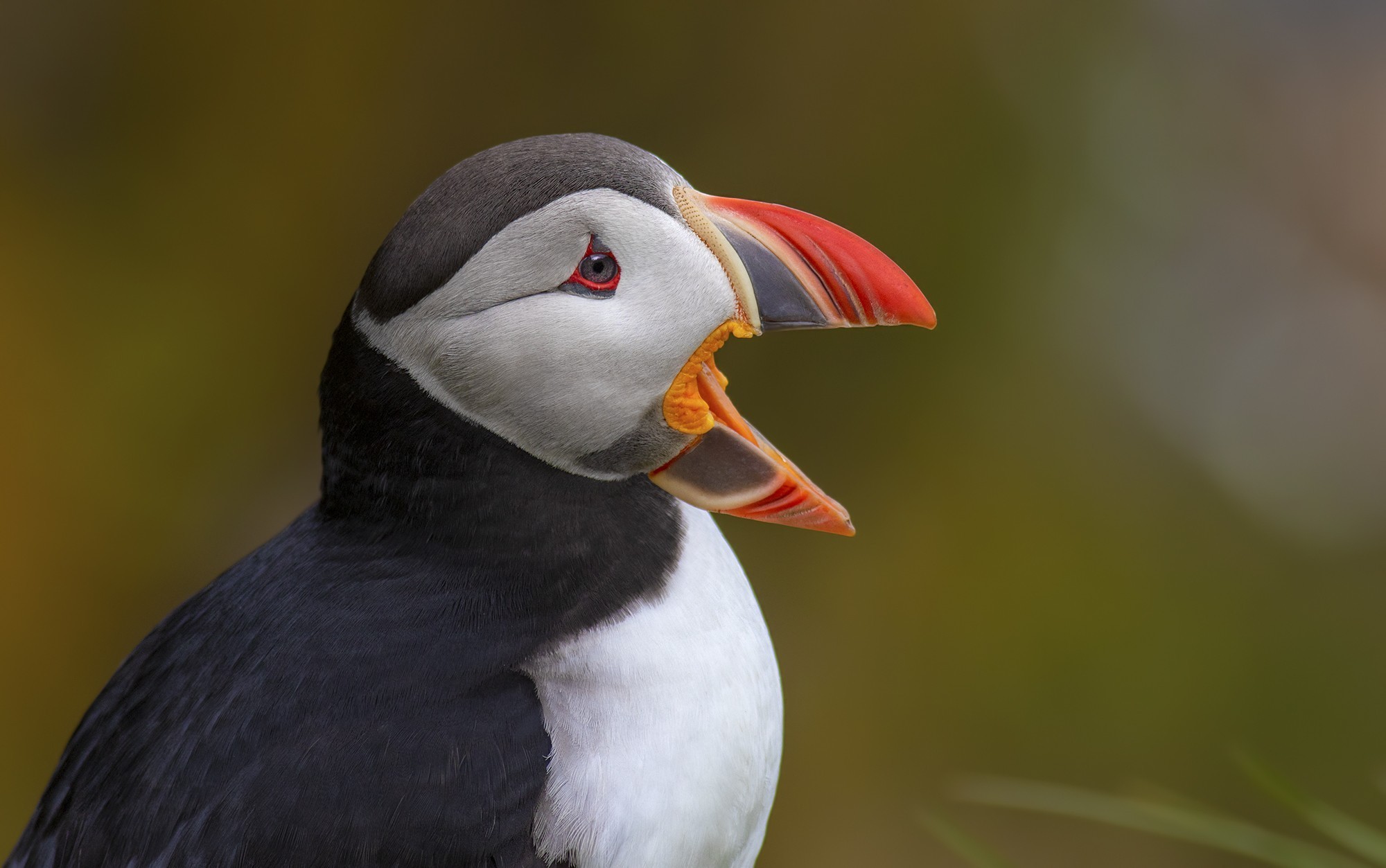 Atlantic Puffin