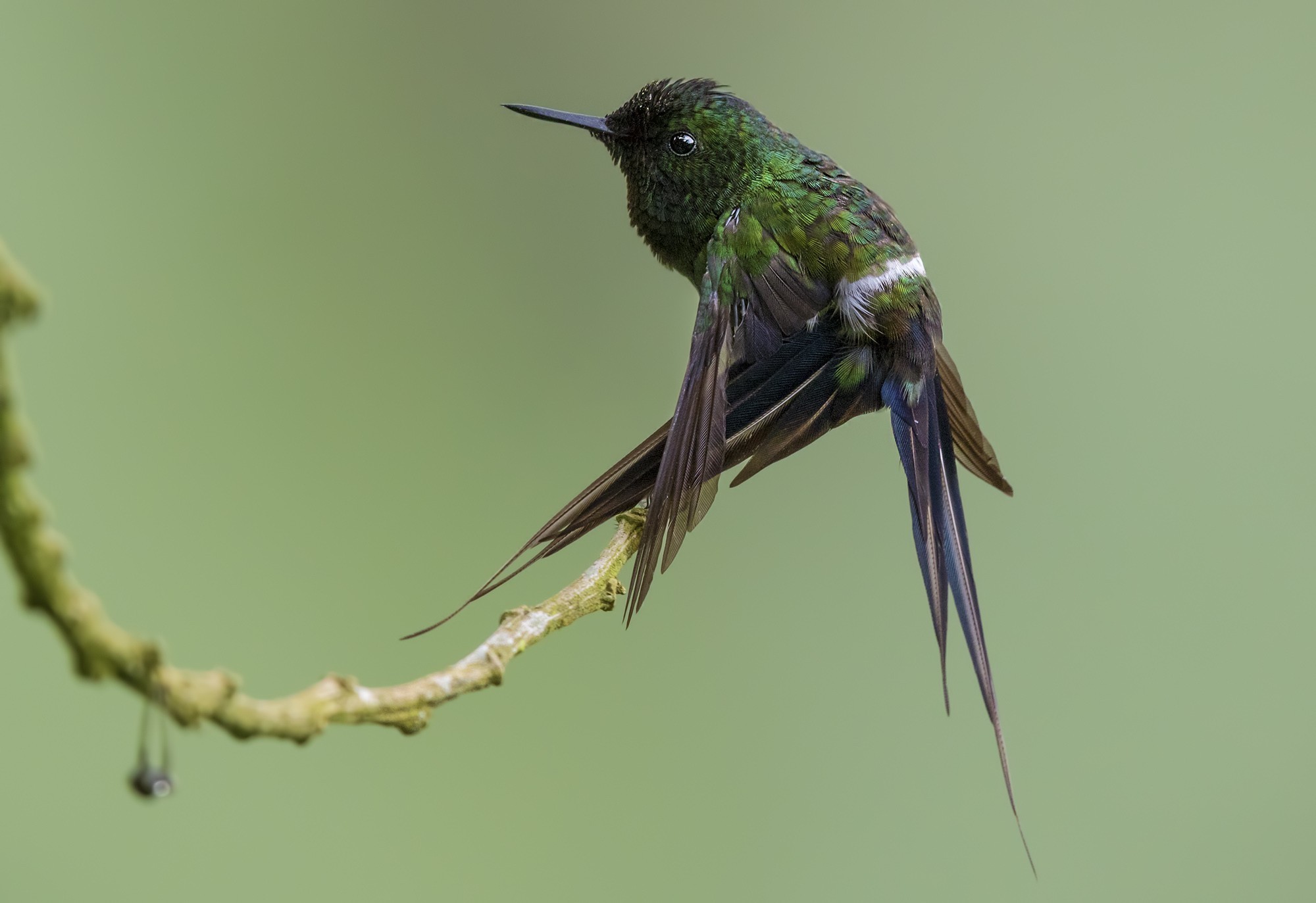Green Thorntail — Ana fotoğraf