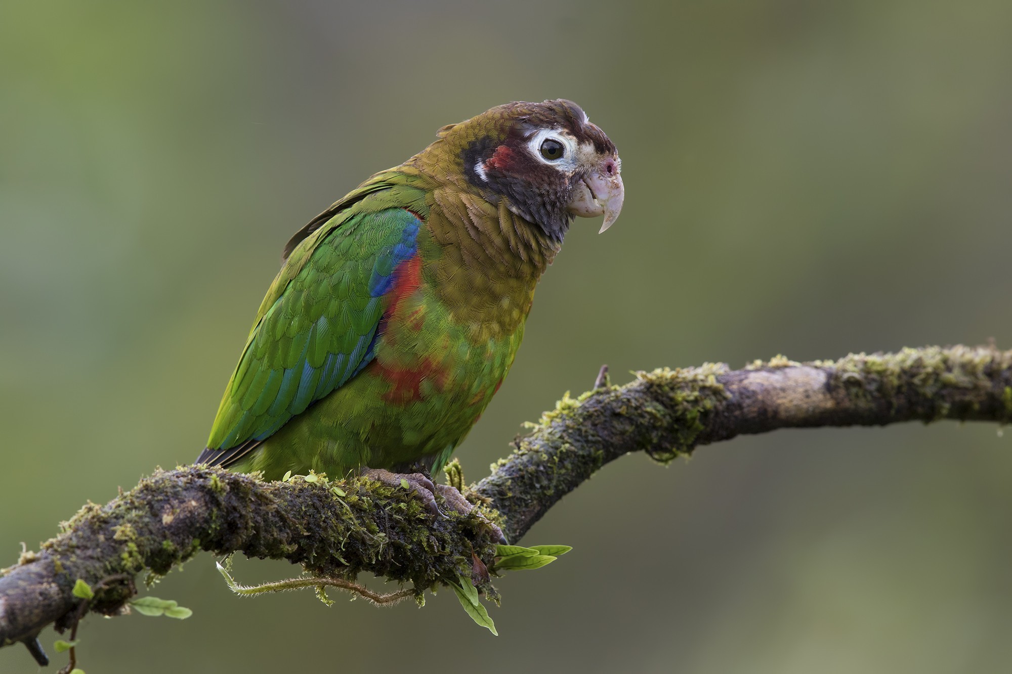 Brown-hooded Parrot