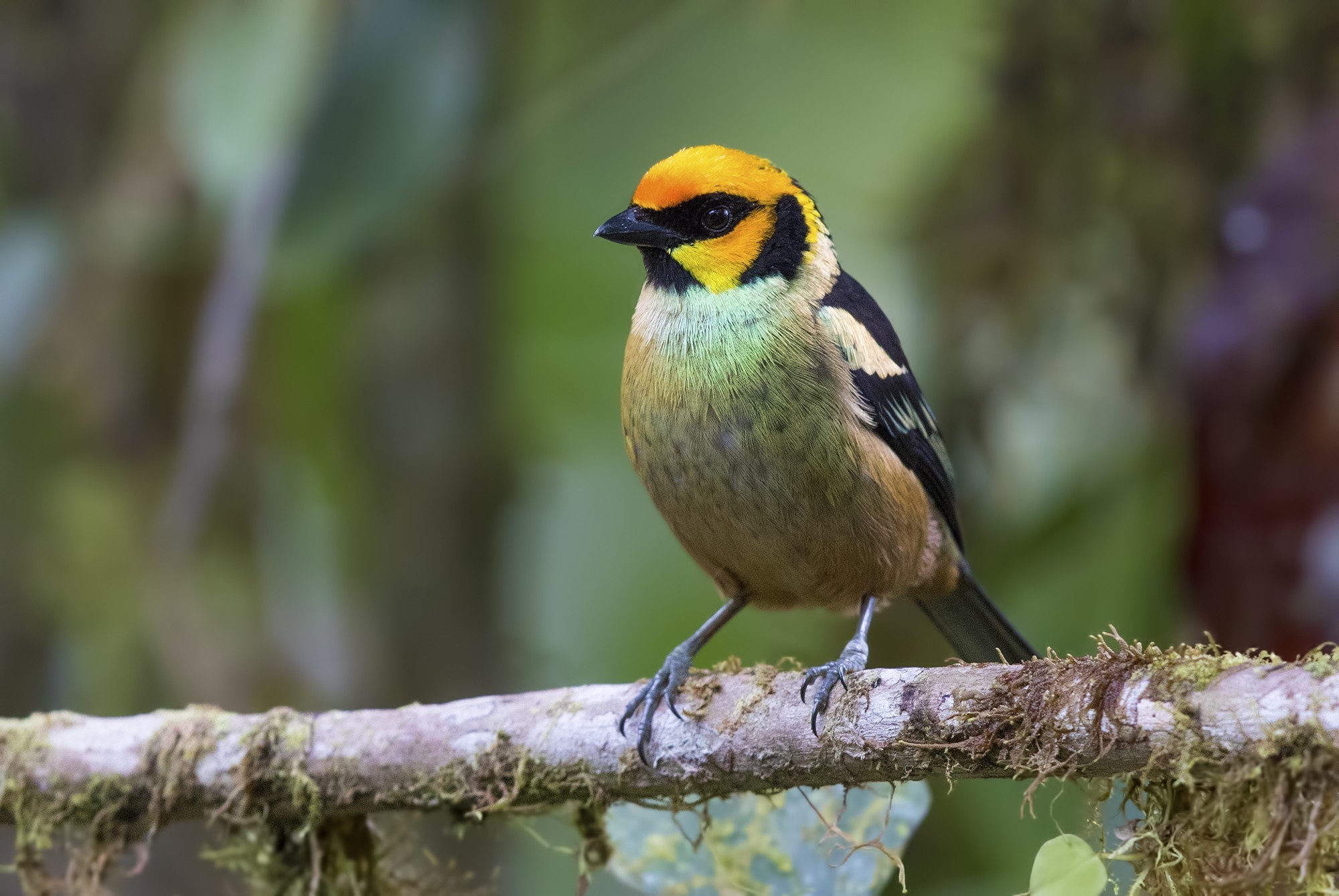 Flame-faced Tanager