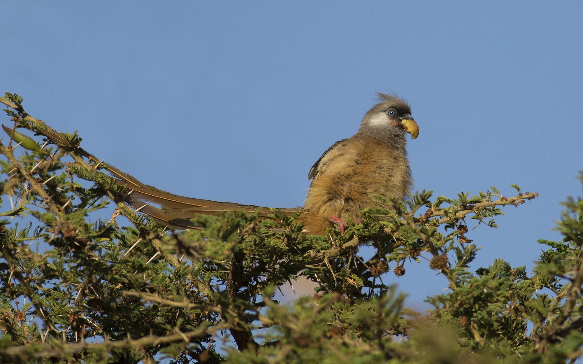 Speckled Mousebird