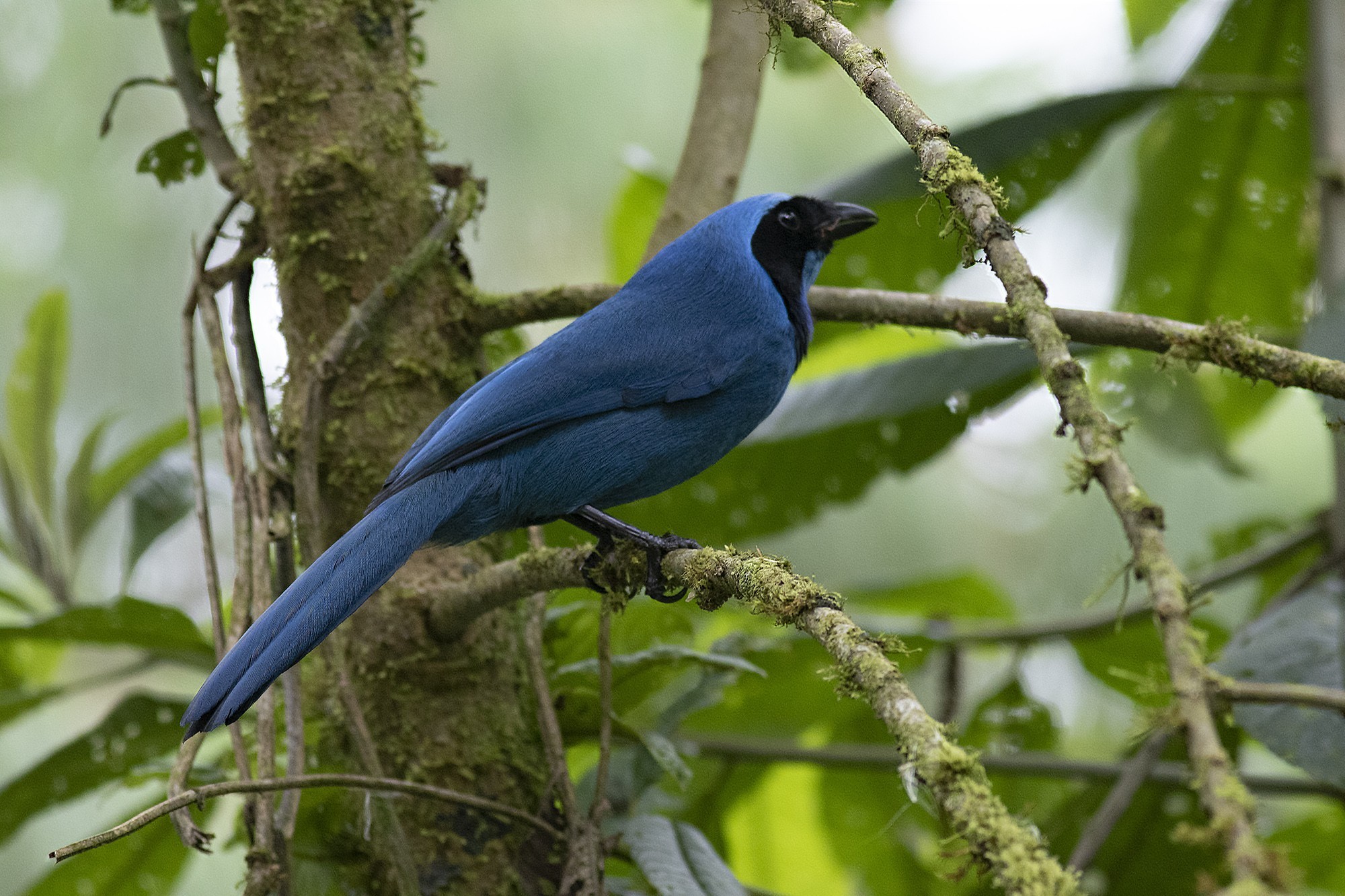 Turquoise Jay — Ana fotoğraf