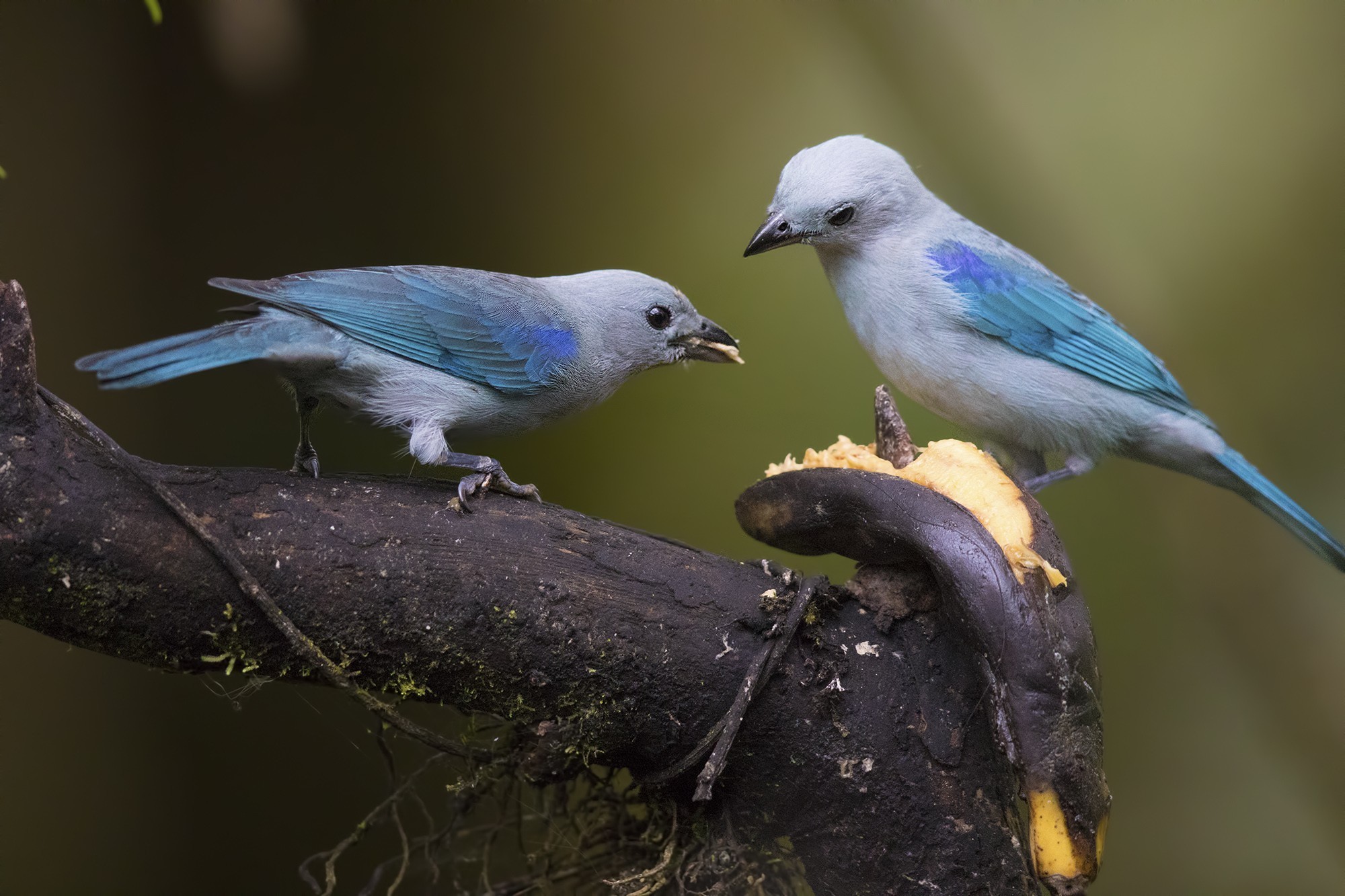 Blue-grey Tanager