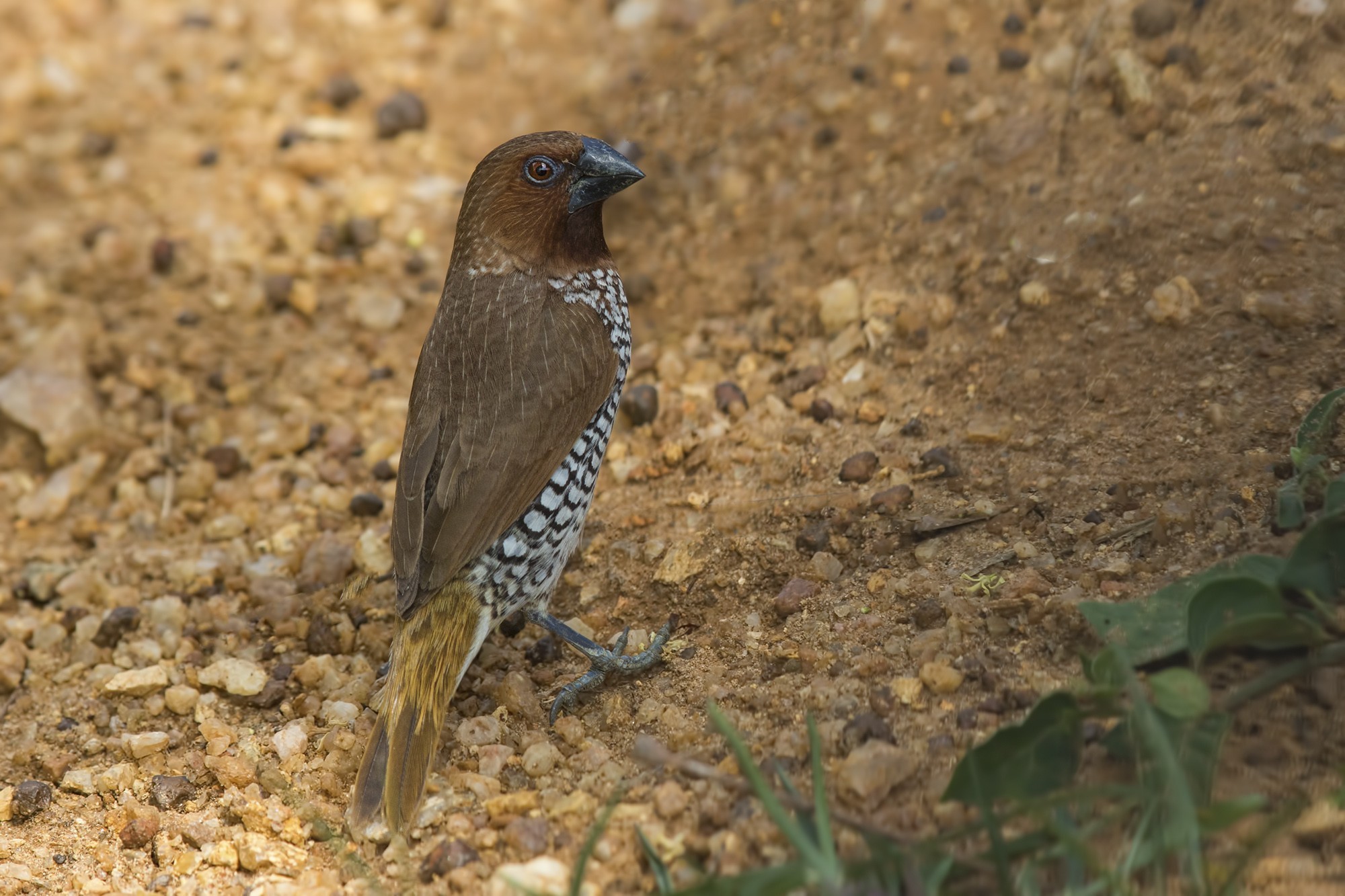 Scaly-breasted Munia — Ana fotoğraf