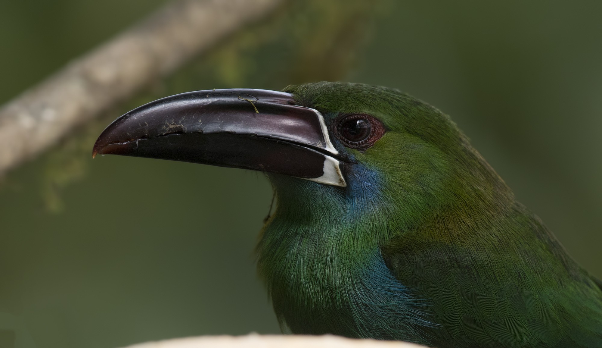 Crimson-rumped Toucanet — Ana fotoğraf