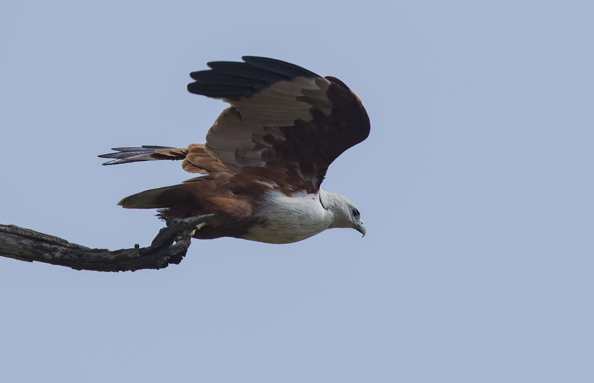 Brahminy Kite — Ana fotoğraf
