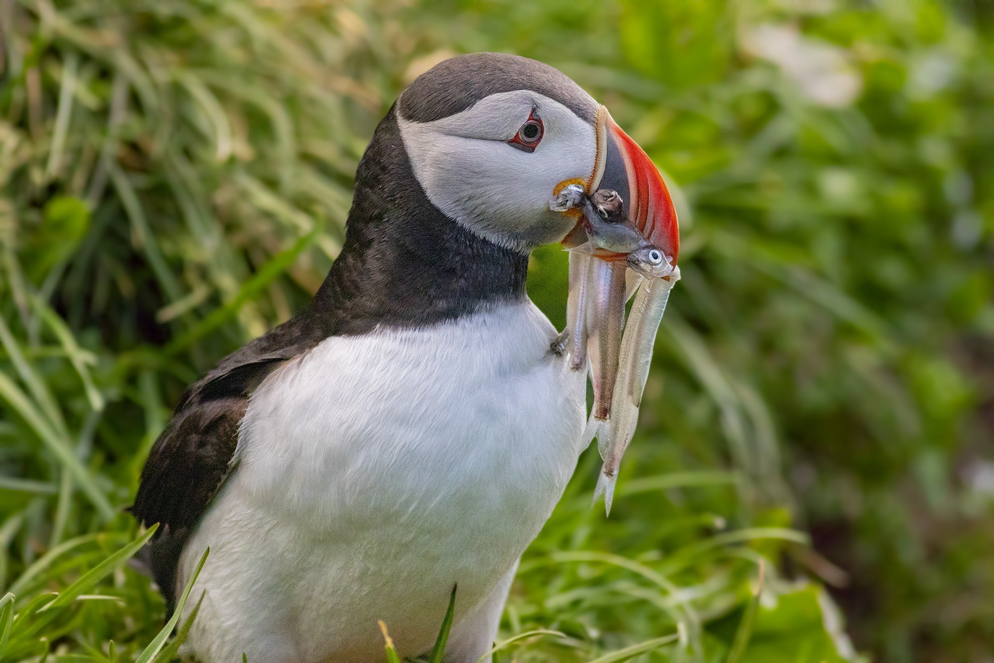 Atlantic Puffin