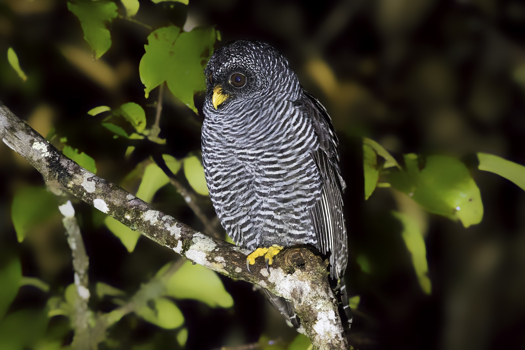 San Isidro Owl — Ana fotoğraf
