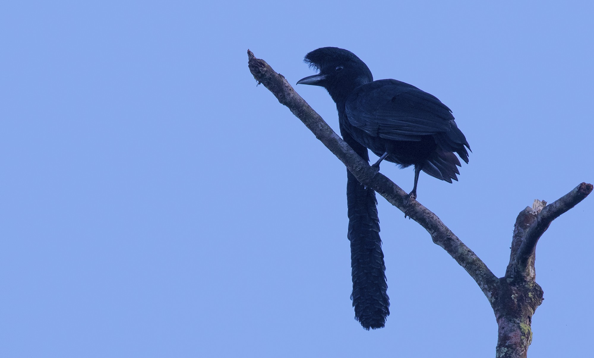 Long-wattled Umbrellabird — Ana fotoğraf