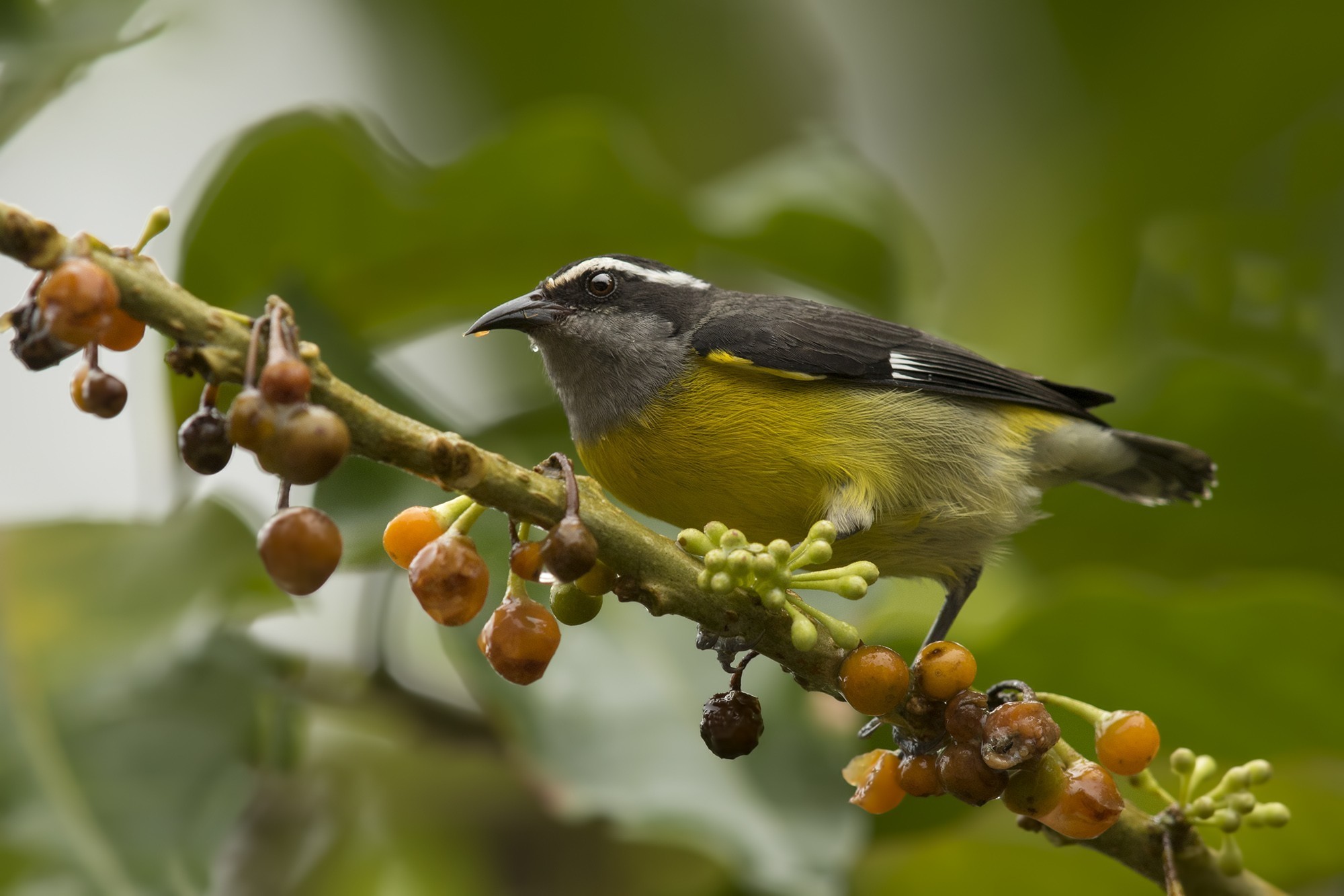 Bananaquit