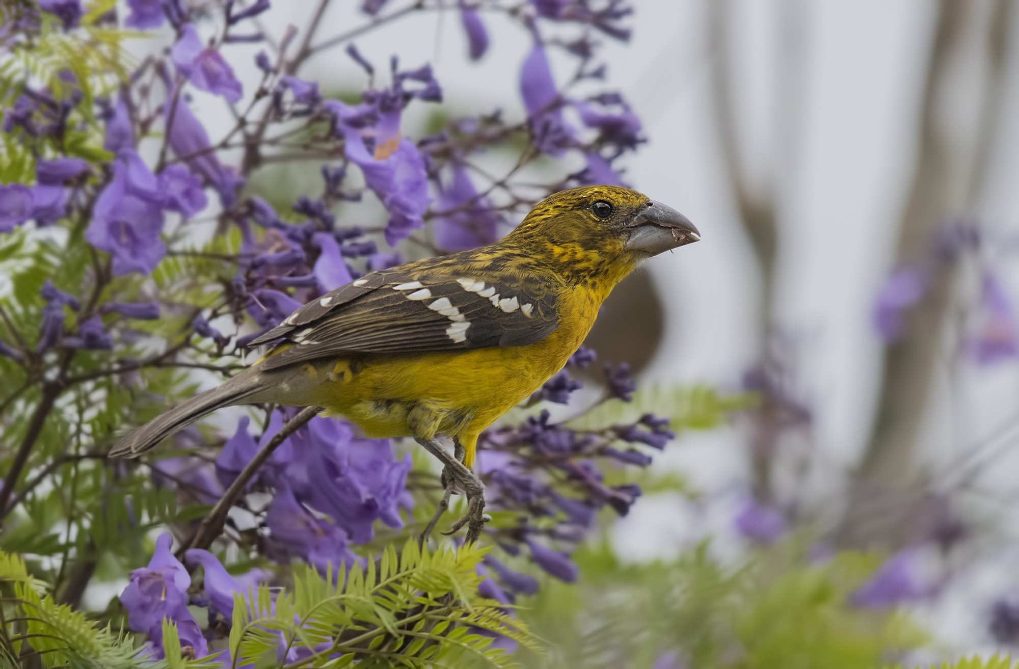 Golden-bellied Grosbeak