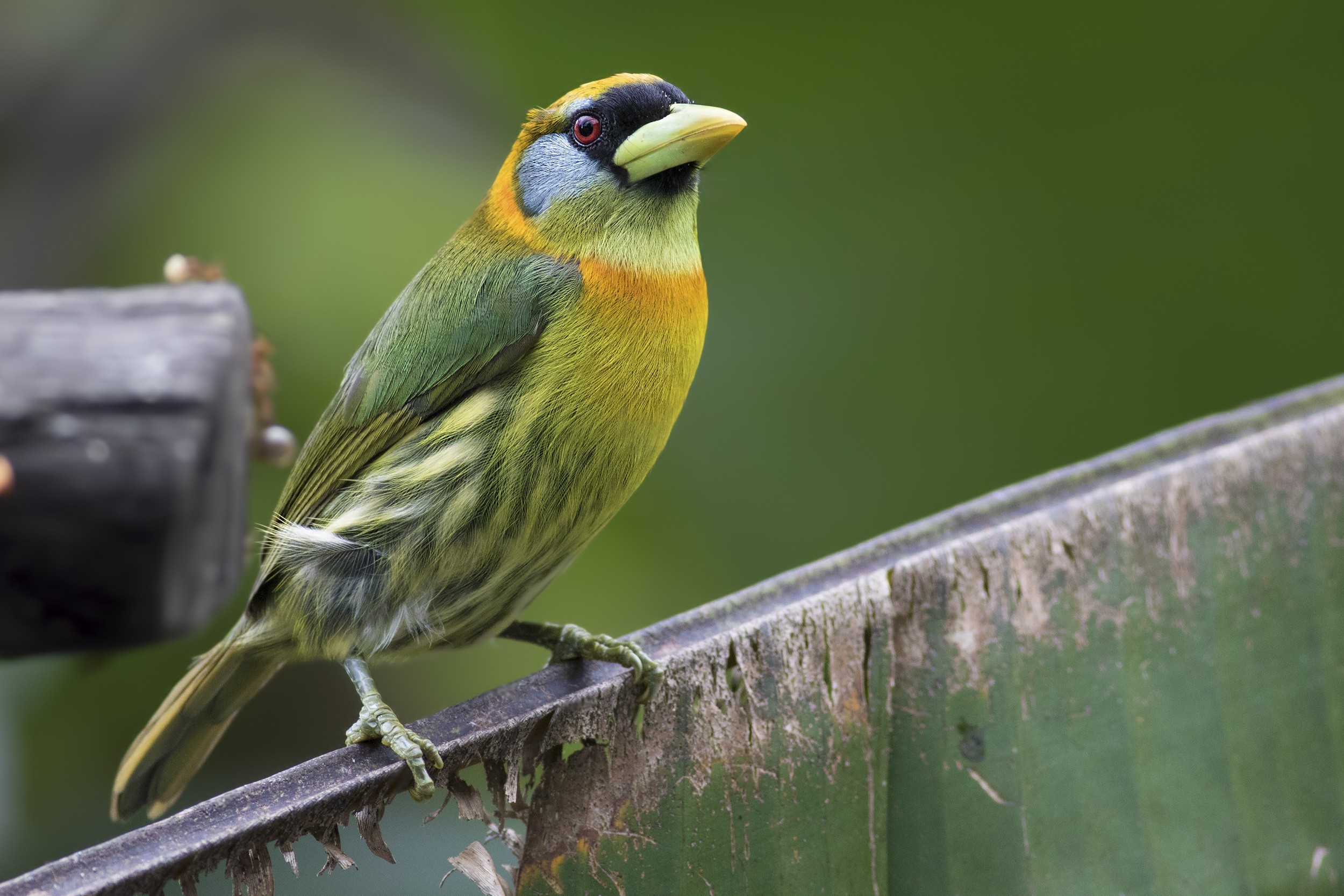 Red-headed Barbet