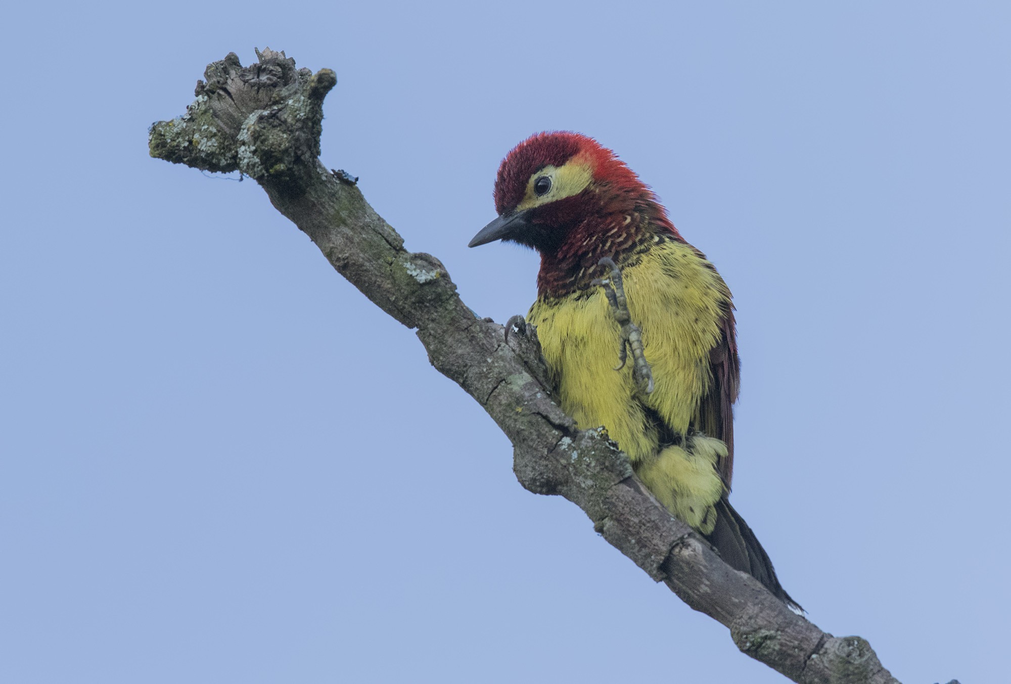 Crimson-mantled Woodpecker