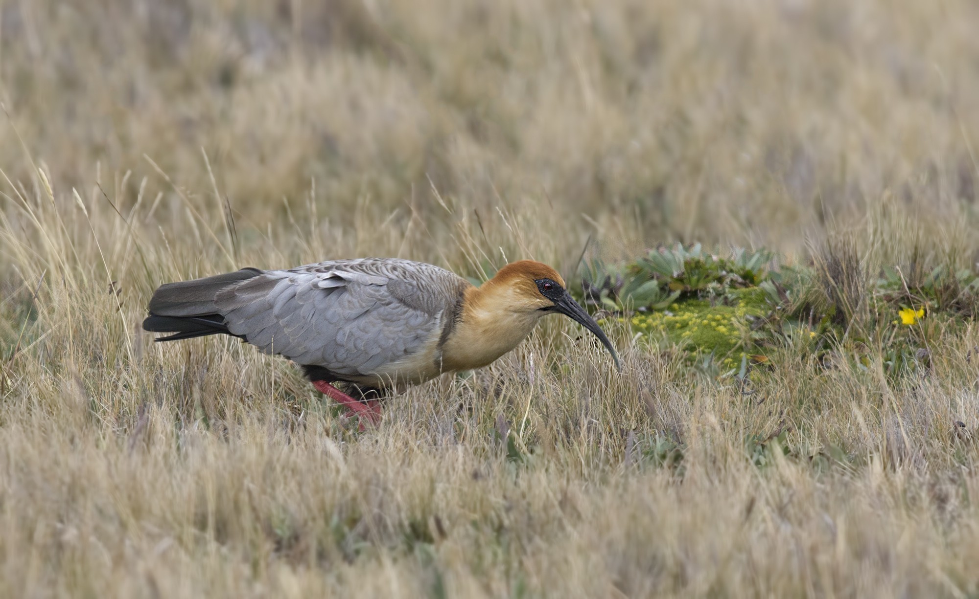 Andean Ibis