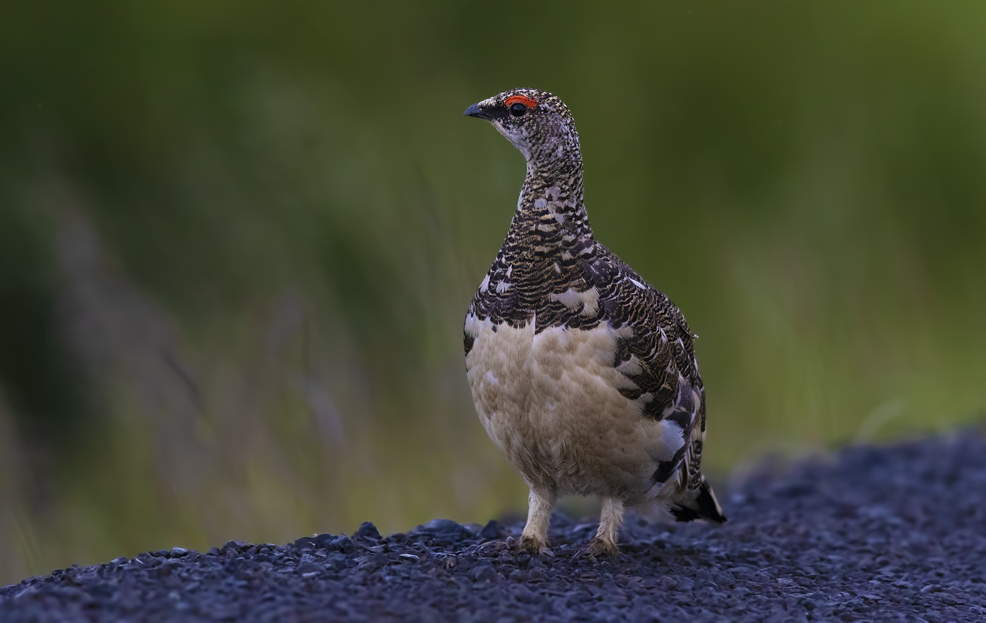 Rock Ptarmigan — Ana fotoğraf