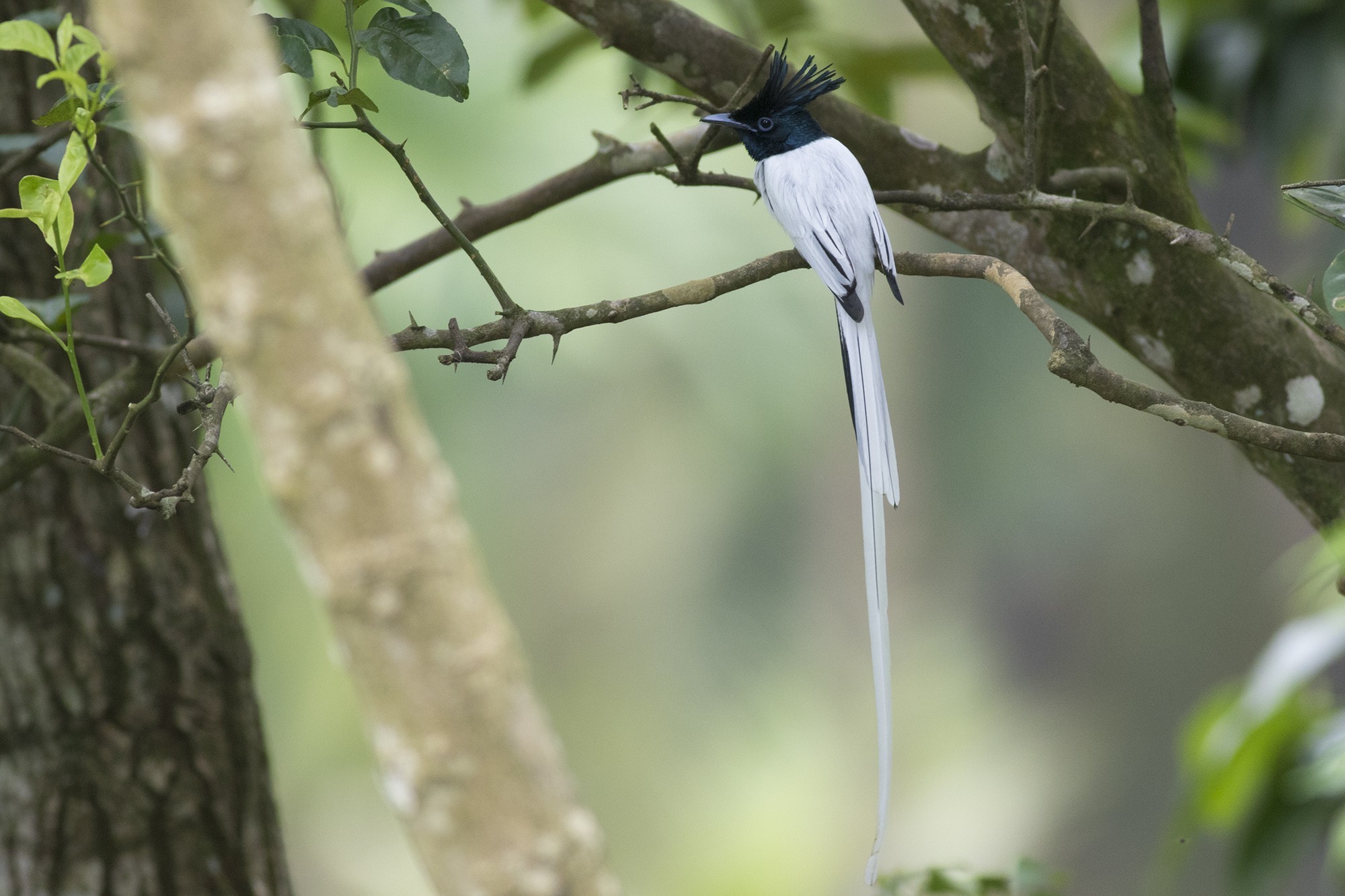 Asian Paradise-flycatcher