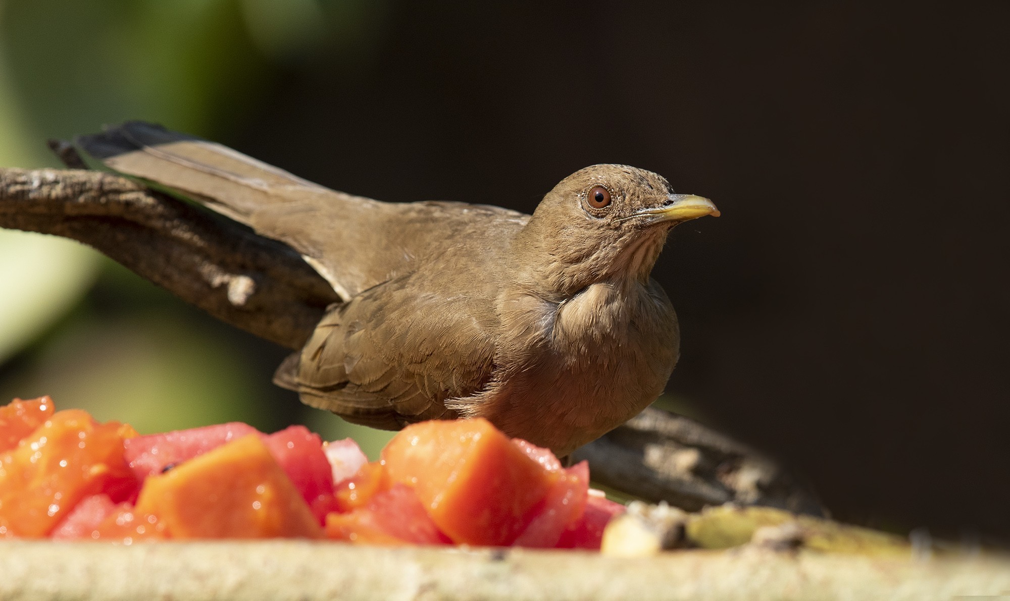 Clay-coloured Thrush