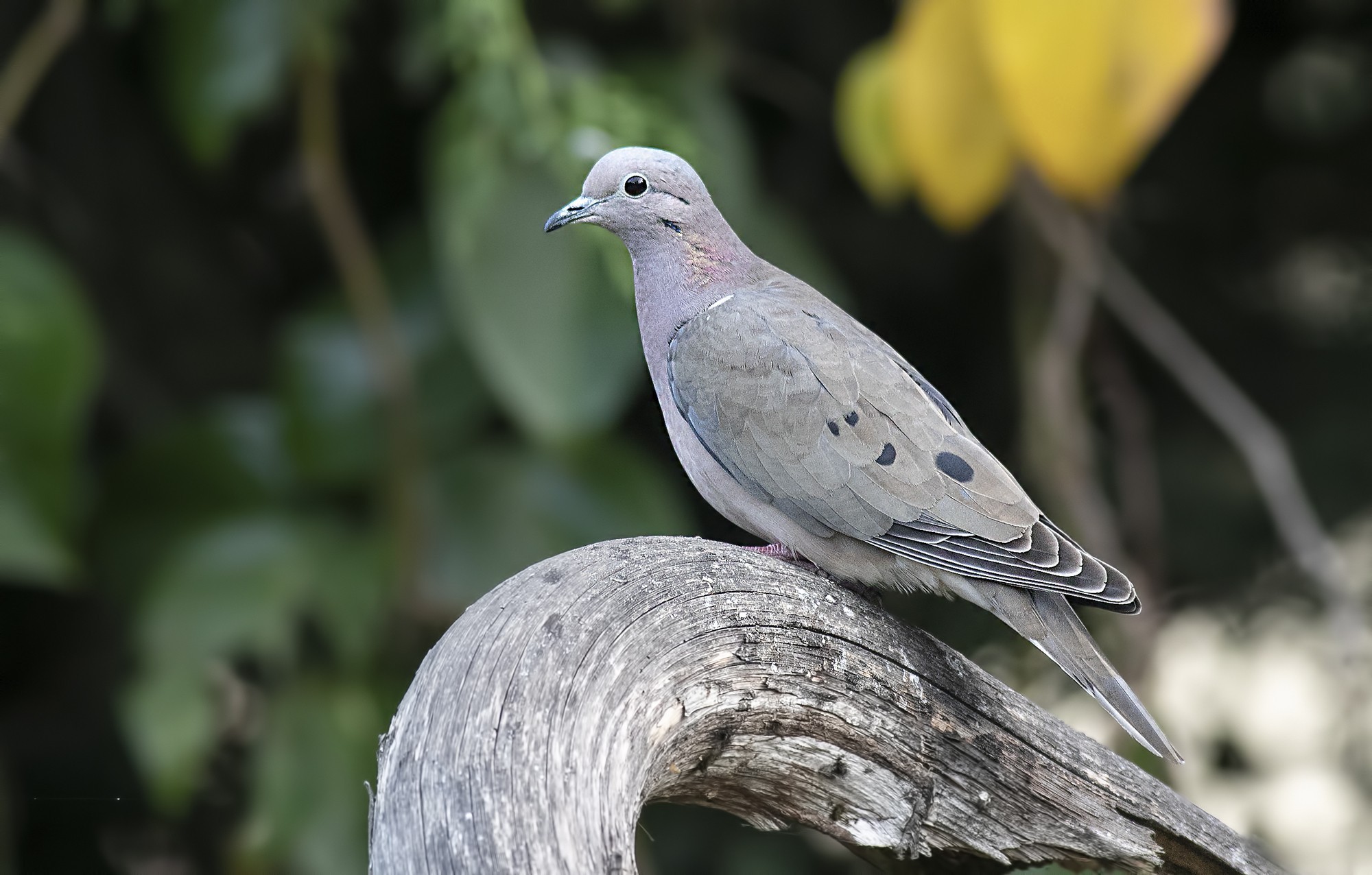 Eared Dove
