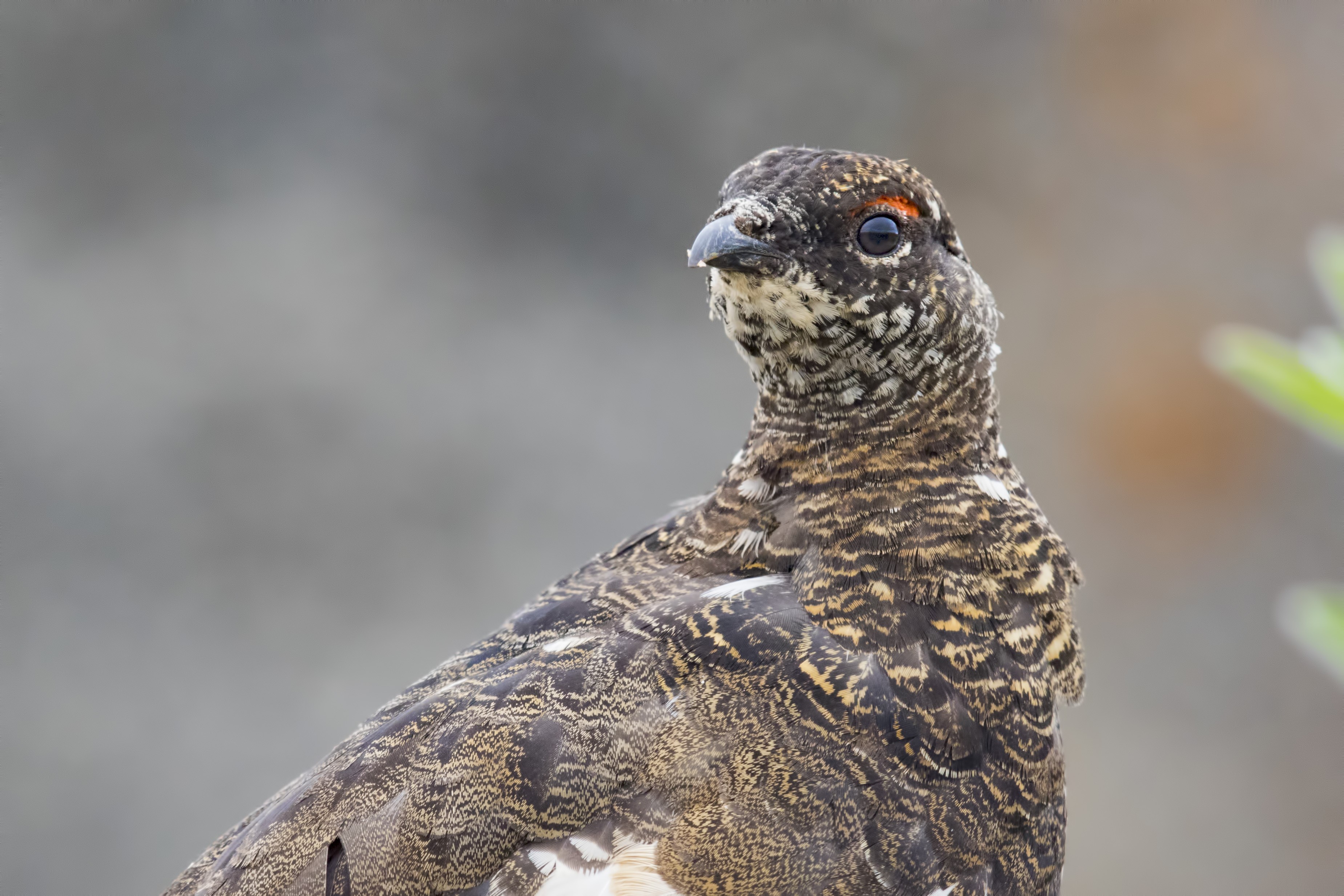 Rock Ptarmigan — Ana fotoğraf