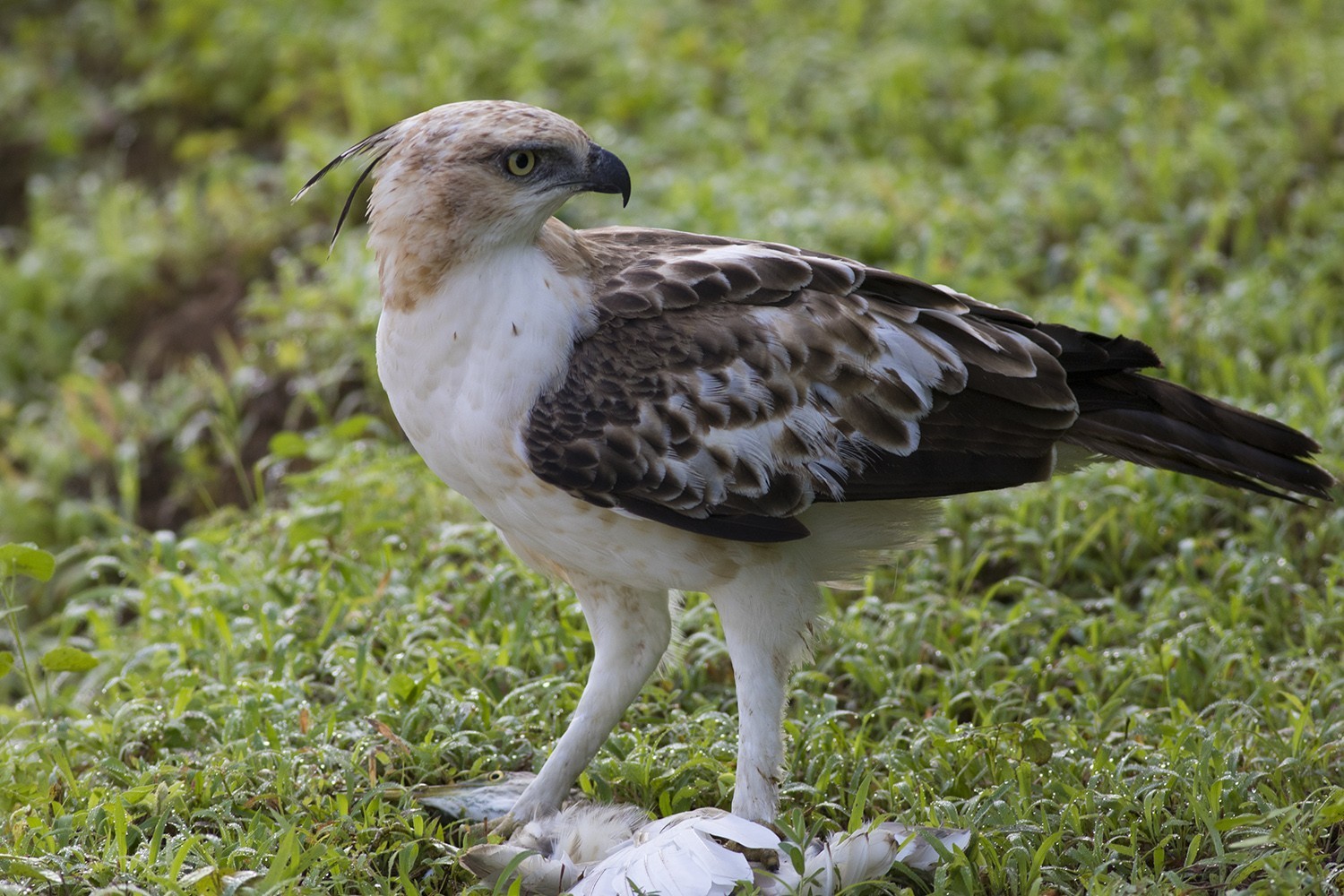 Changeable Hawk-eagle — Ana fotoğraf