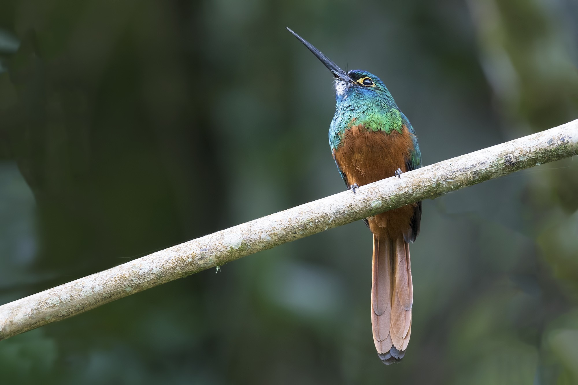 Coppery-chested Jacamar